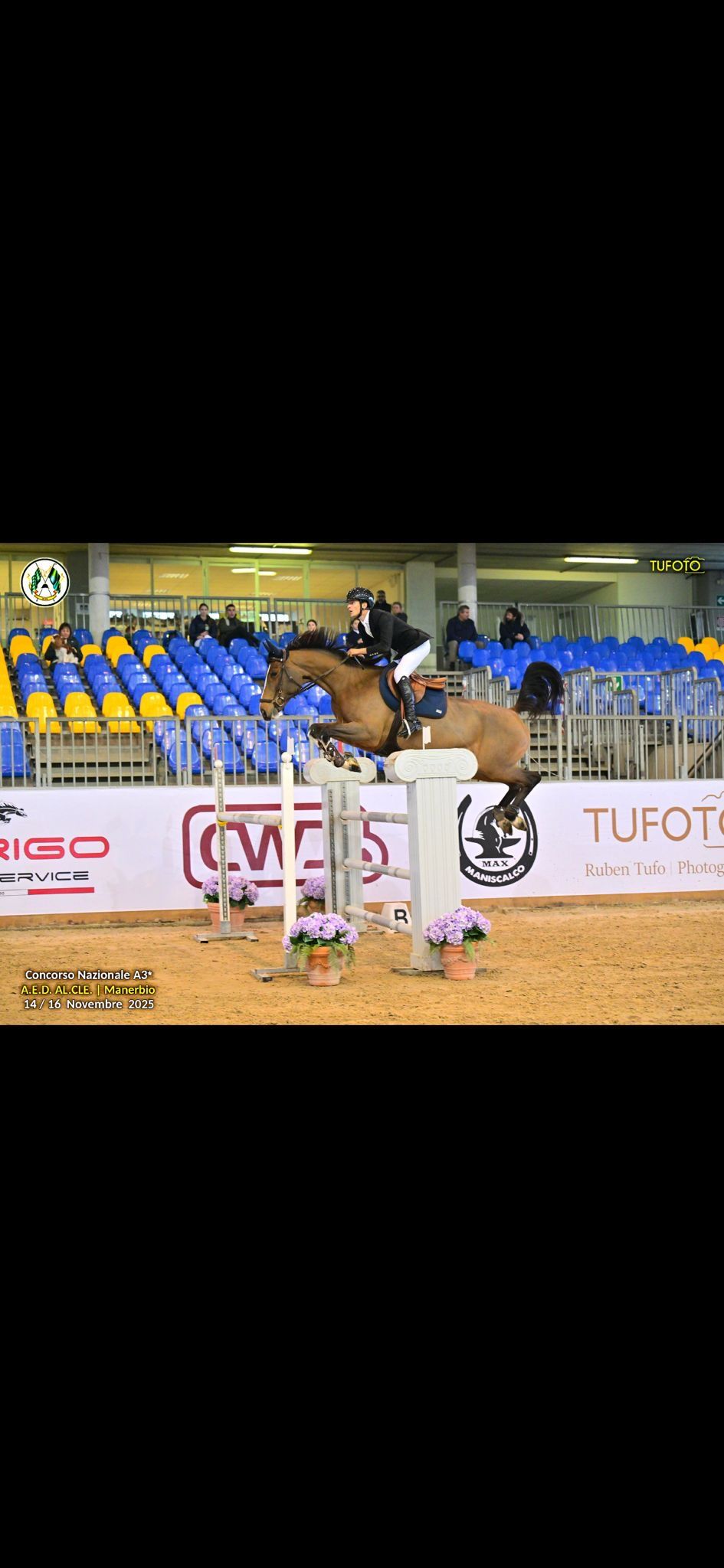 hanovarian springpaard merrie 10 anos bruin à venda - Foto 4
