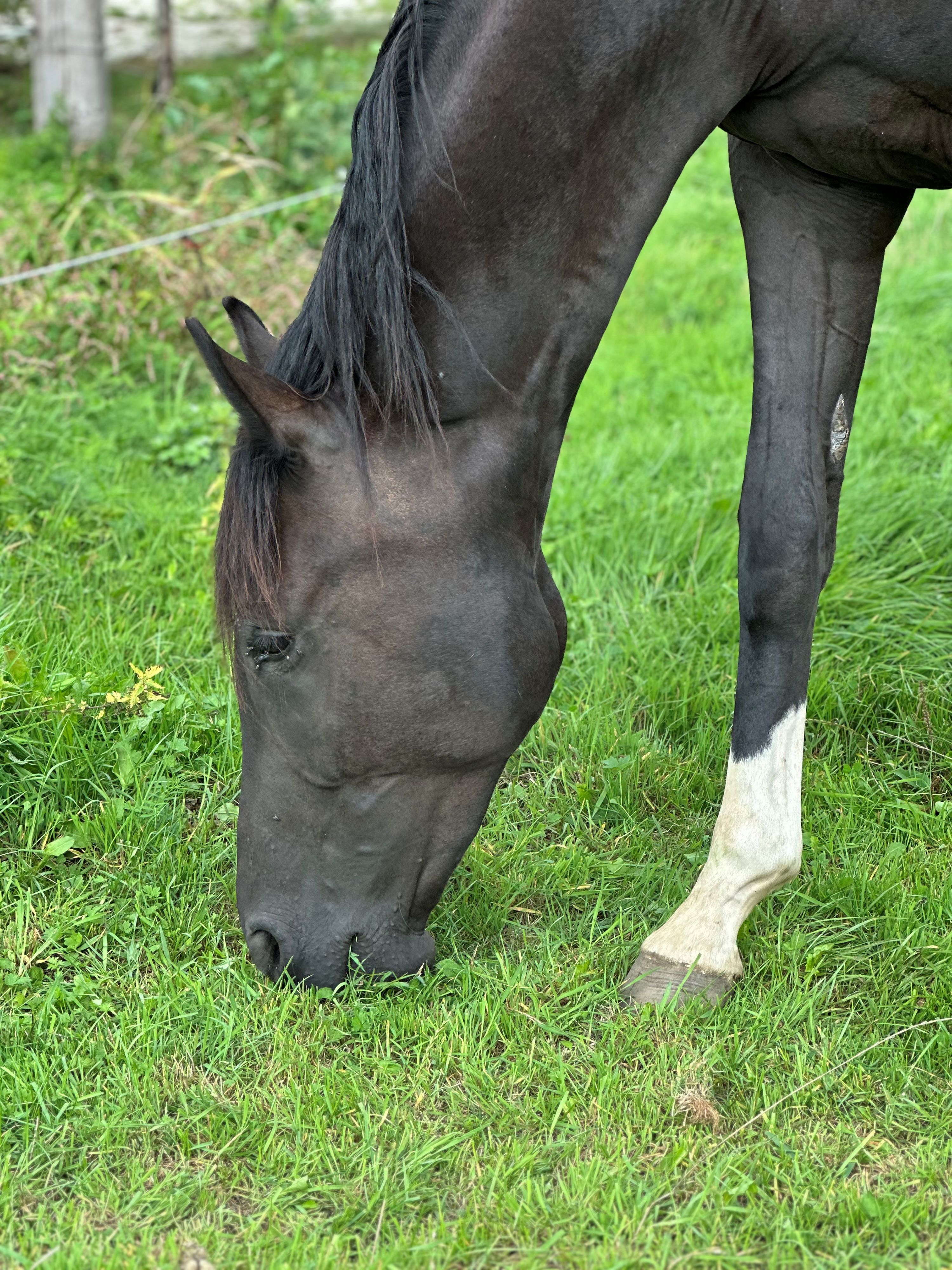 kwpn dressuurpaard merrie 2 años en venta - Foto 5