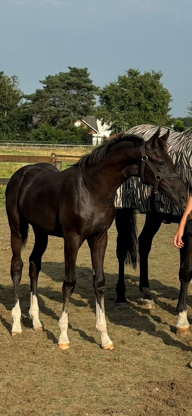kwpn dressuurpaard merrie 2 años en venta - Foto 4