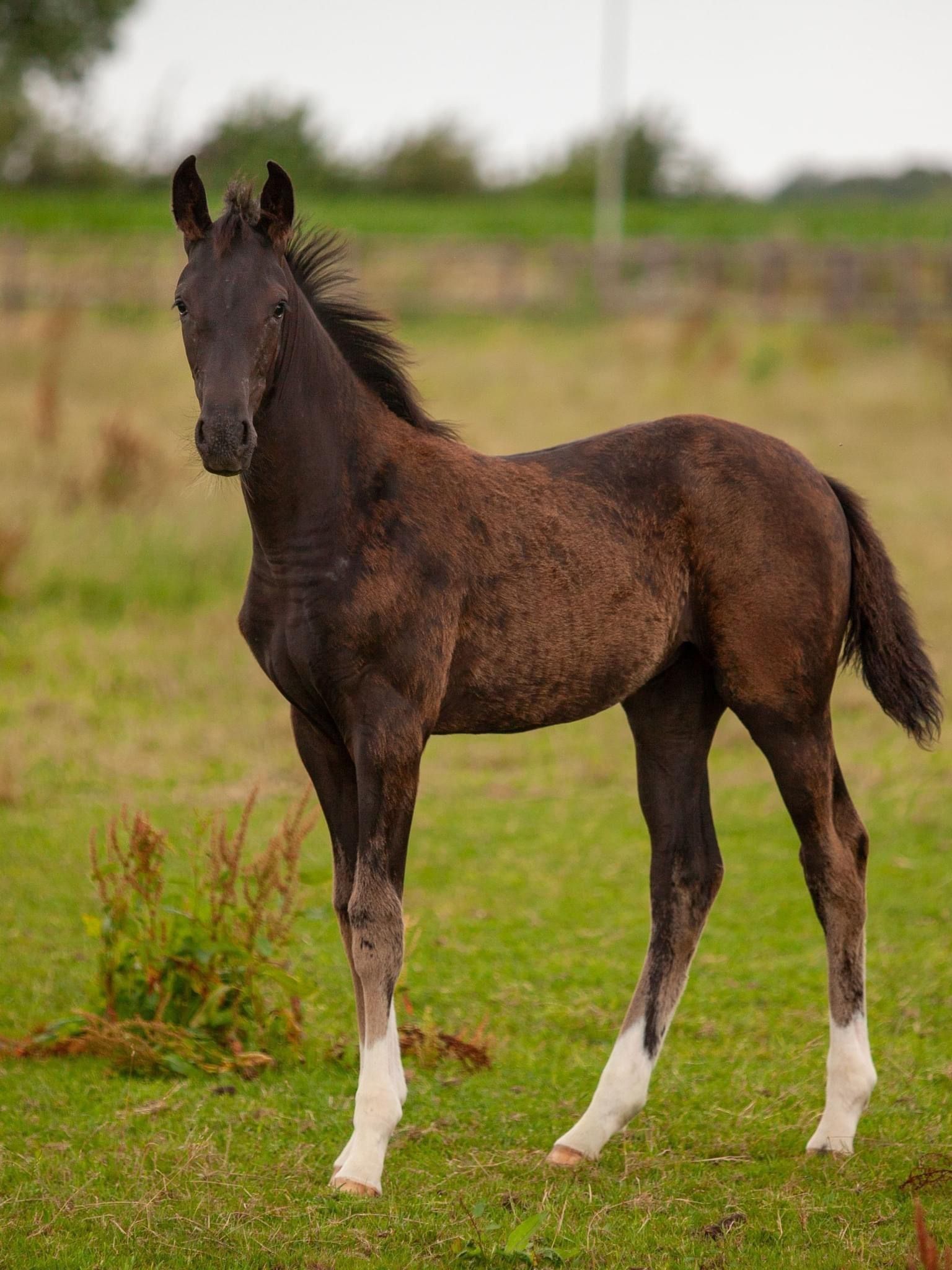 kwpn dressuurpaard merrie 2 años en venta - Foto 3