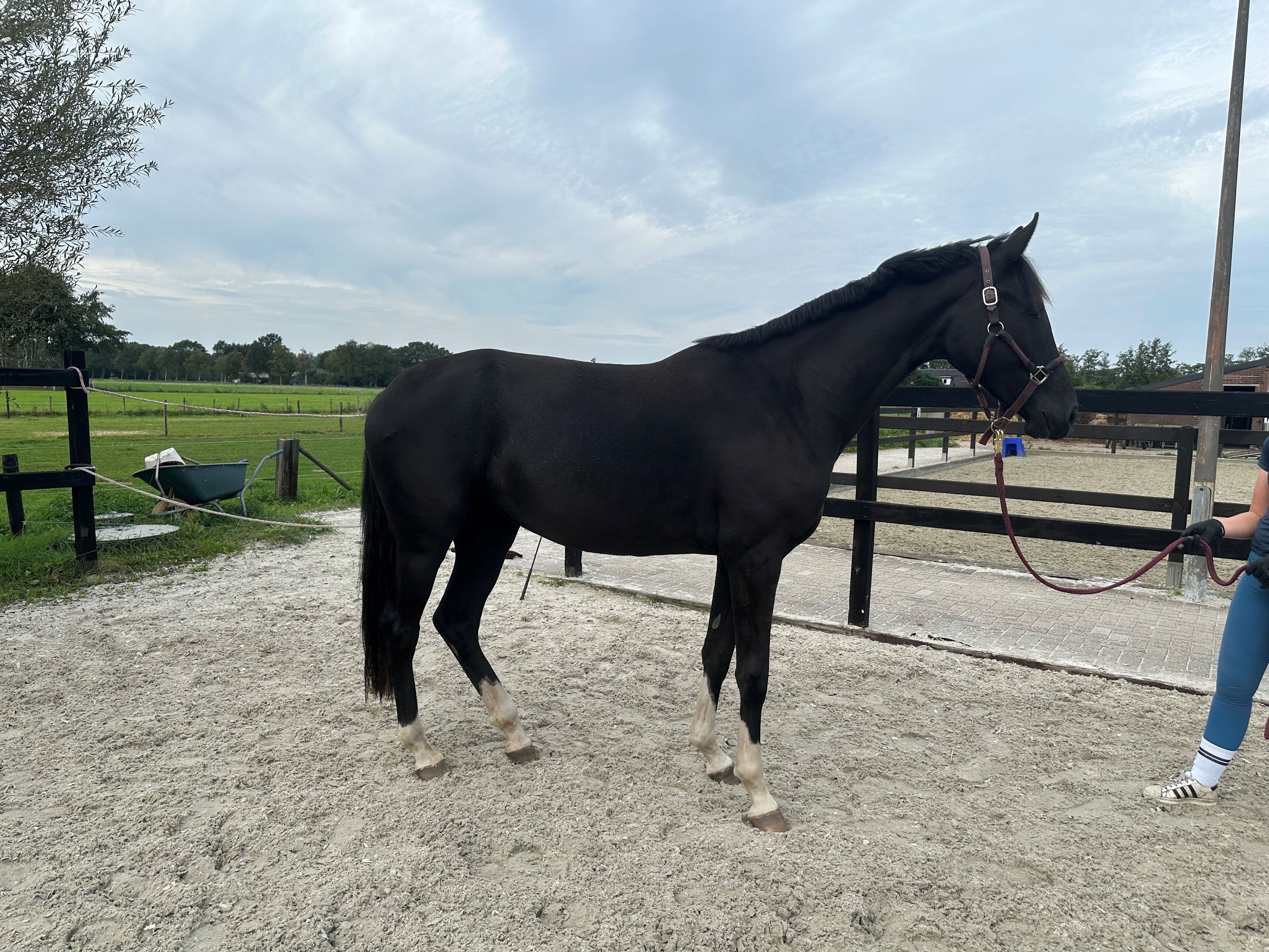 kwpn dressuurpaard merrie 2 años en venta - Foto 6