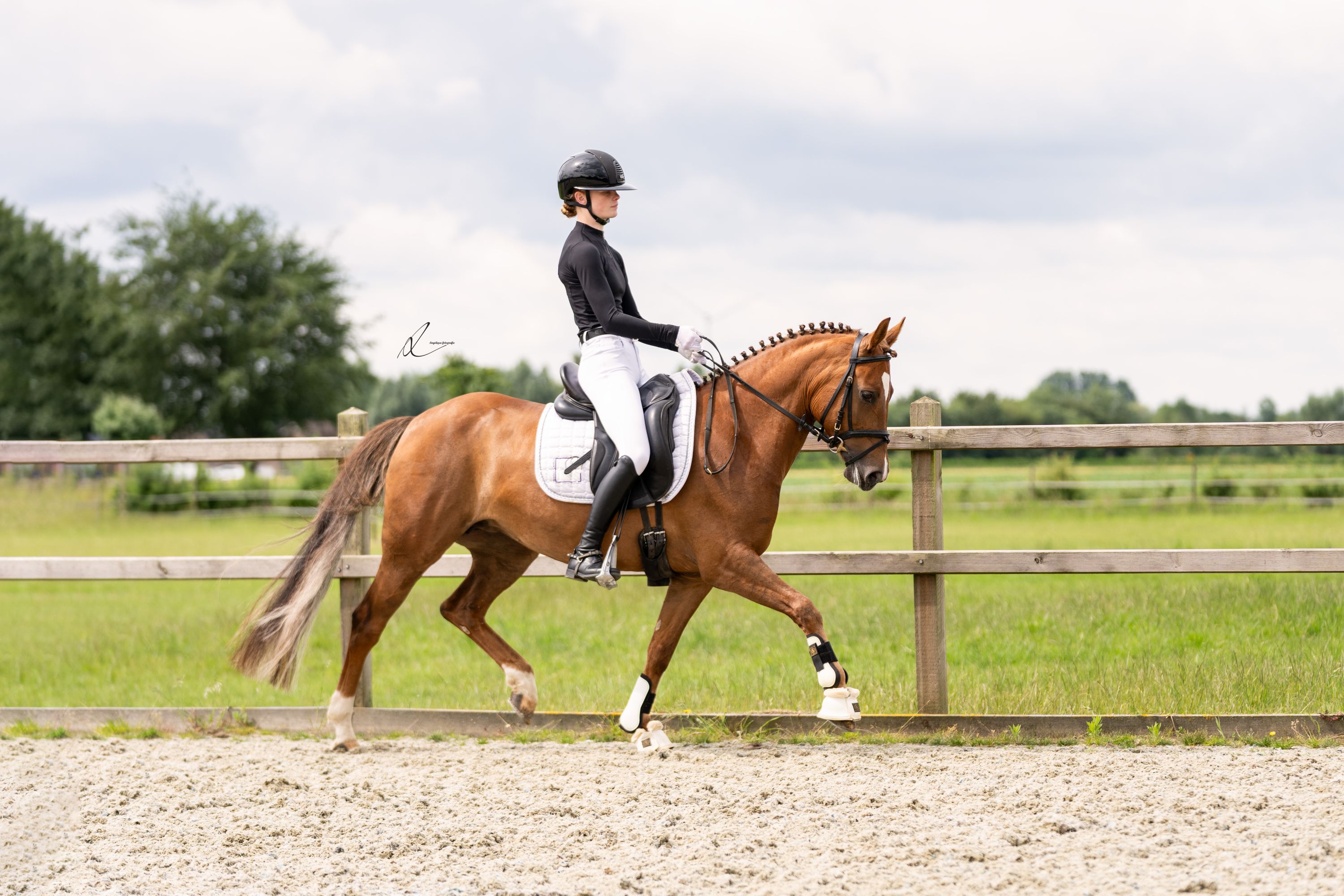 Sweet dressage and also all-rounder pony