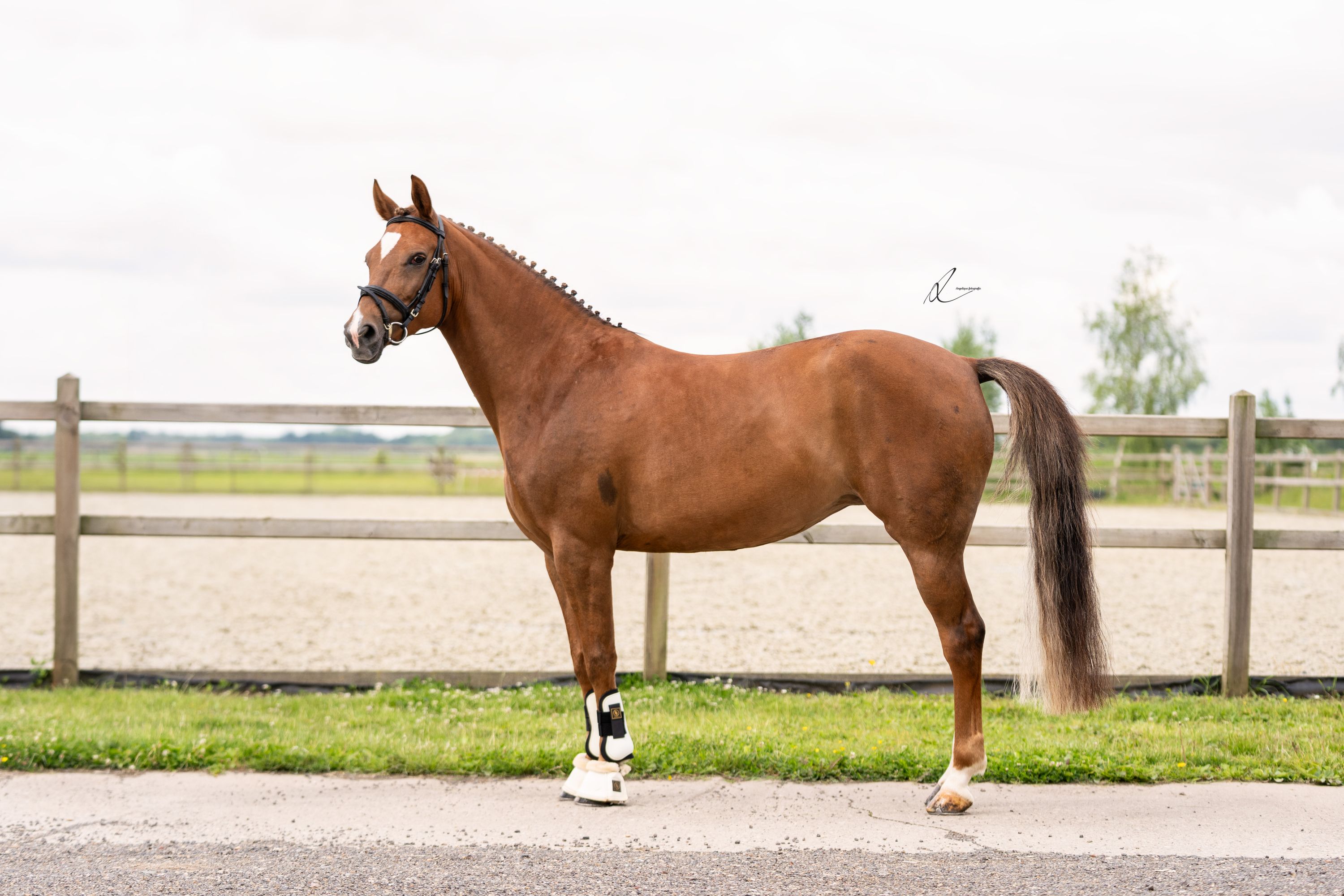 new-forest dressuurpony merrie 7 years old vos for sale - Photo 4