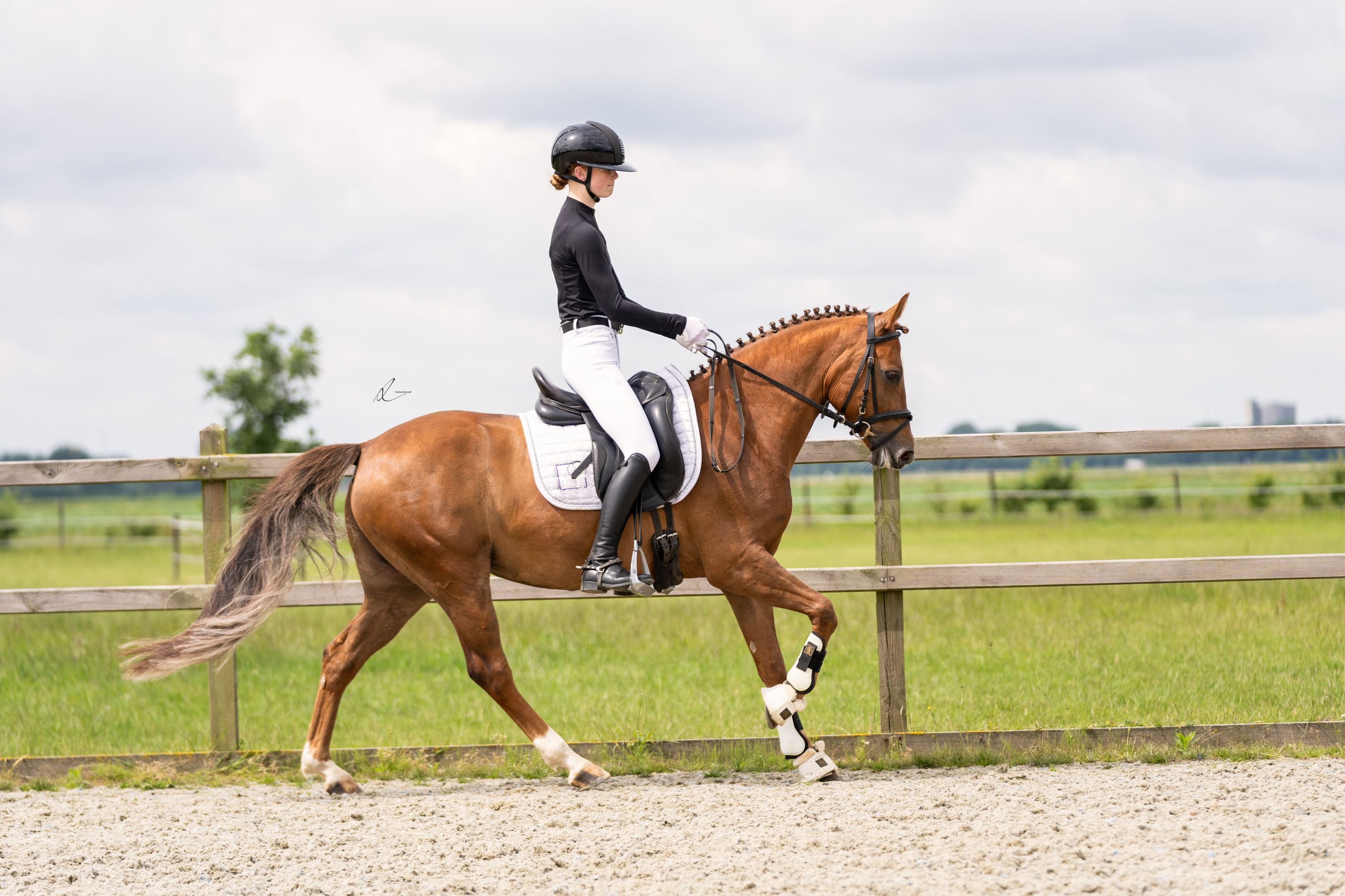 new-forest dressuurpony merrie 7 years old vos for sale - Photo 2