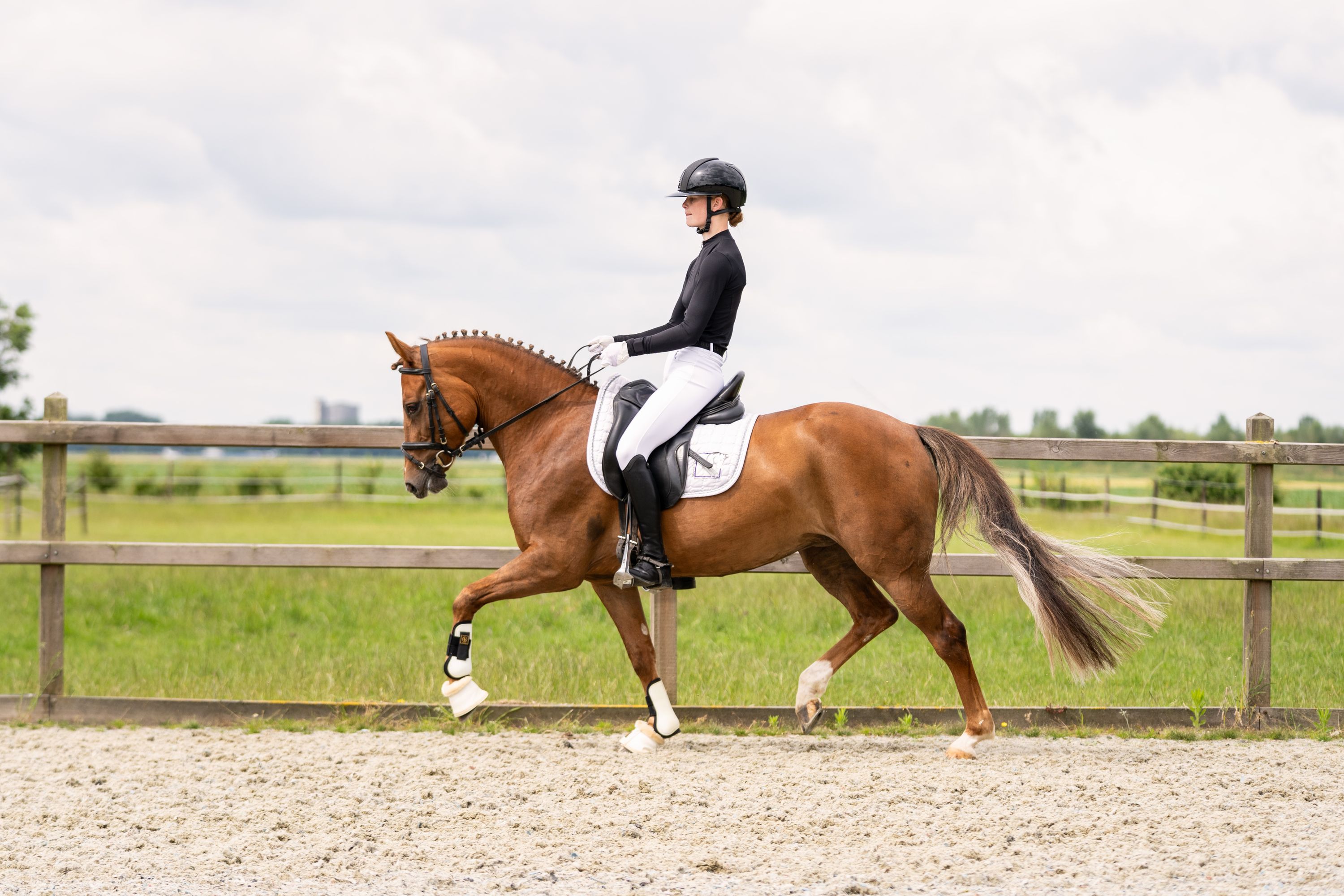new-forest dressuurpony merrie 7 years old vos for sale - Photo 3