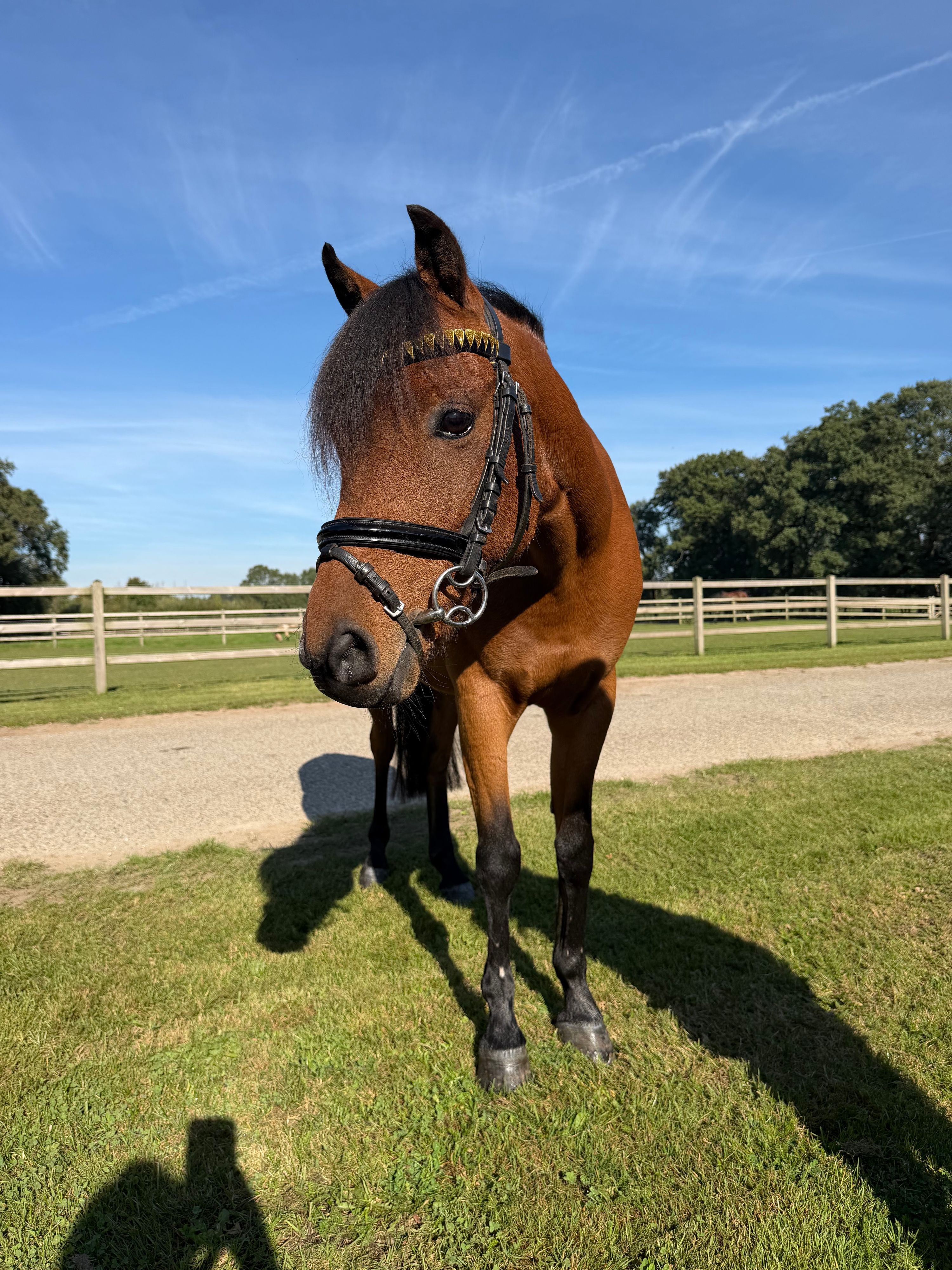 Super brave C pony