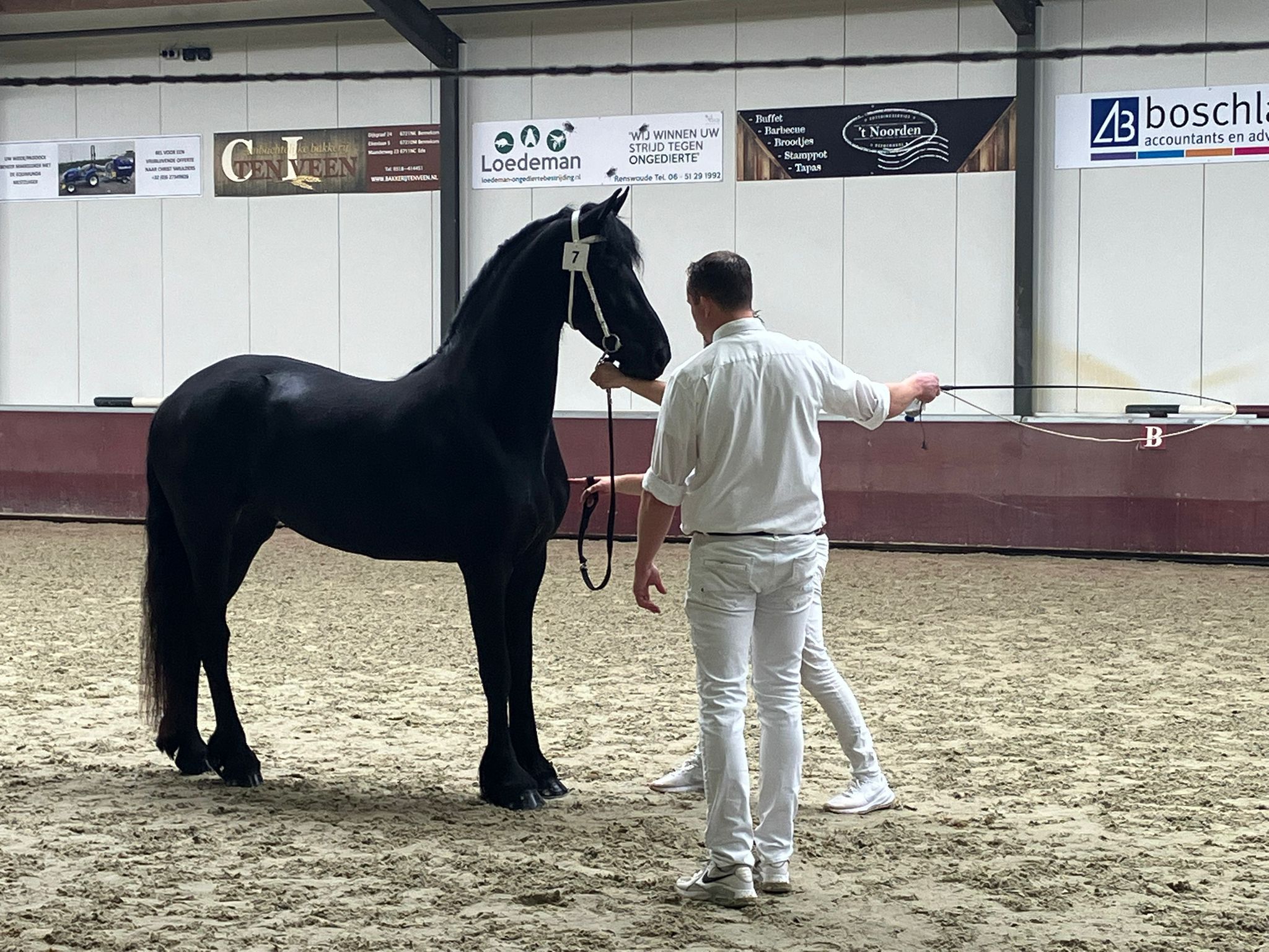 Puledra 2a premia da fattrice ster