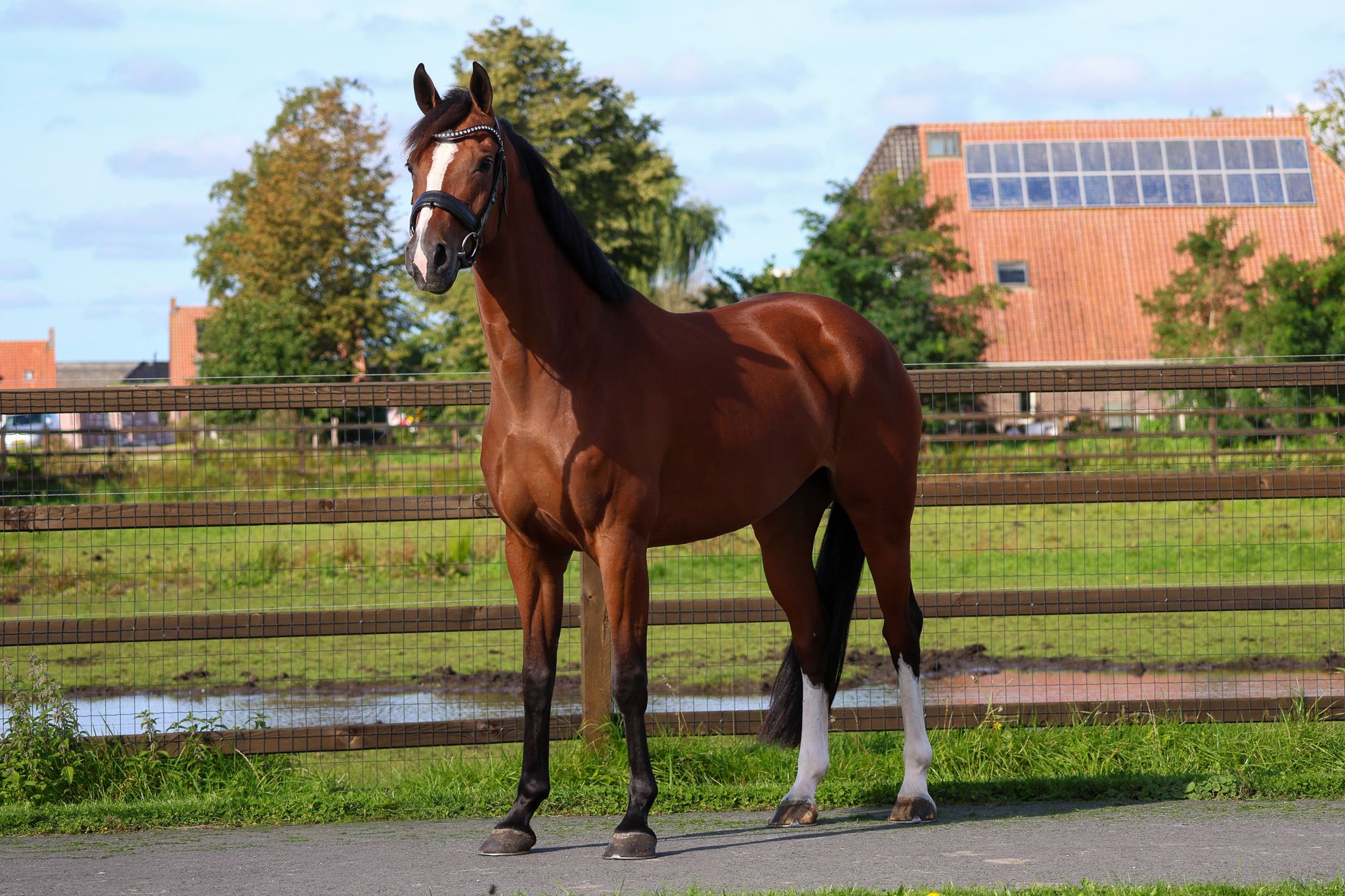 Superfin Desperado-dotter!