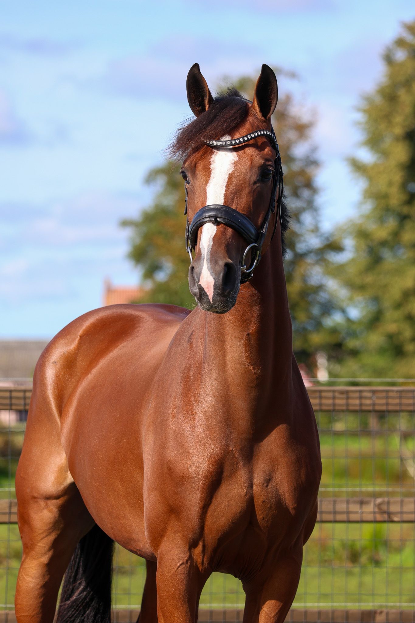 KWPN dressuurpaard Merrie 7 år Bruin till salu - Foto 2