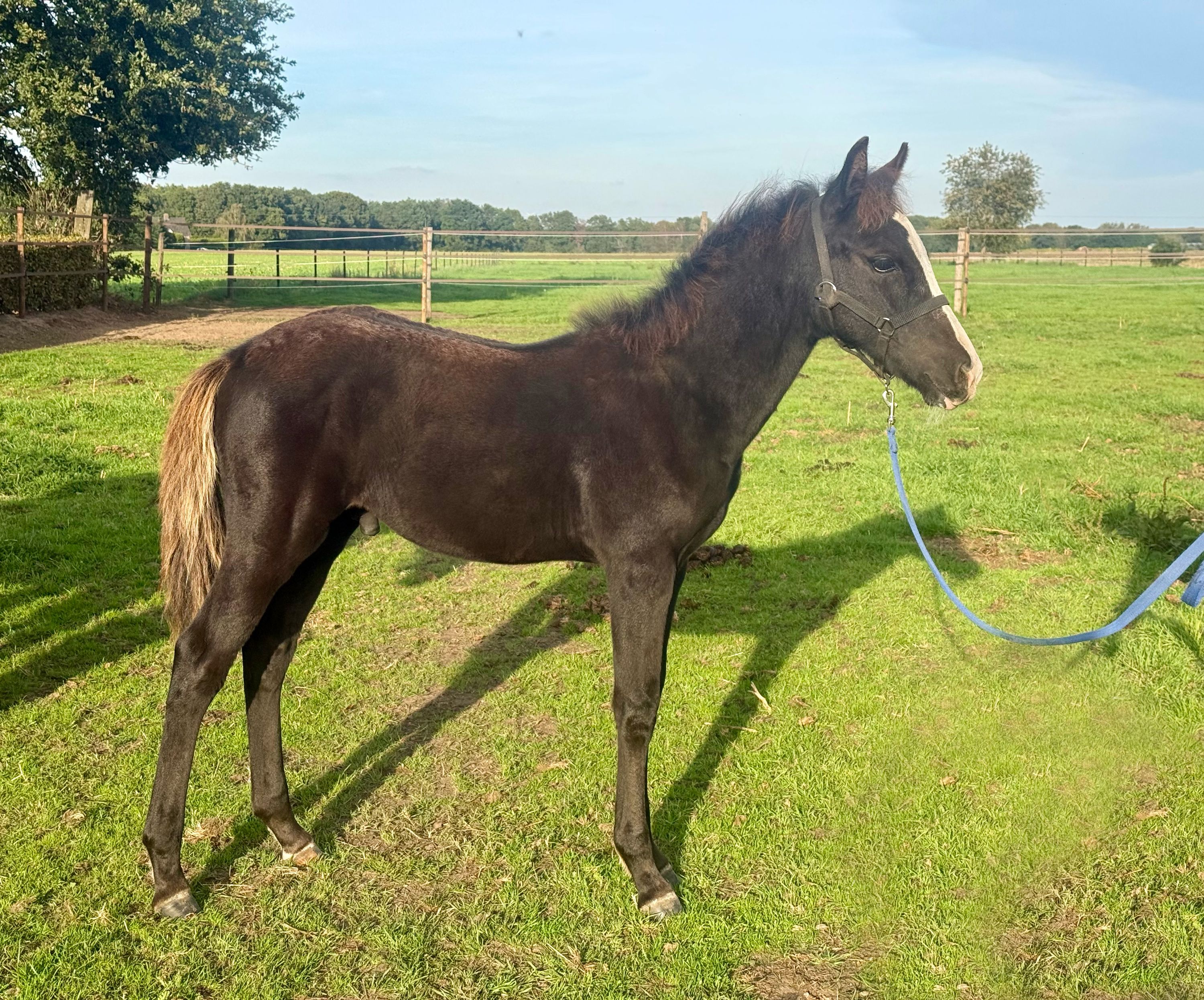 New Forest colt foal