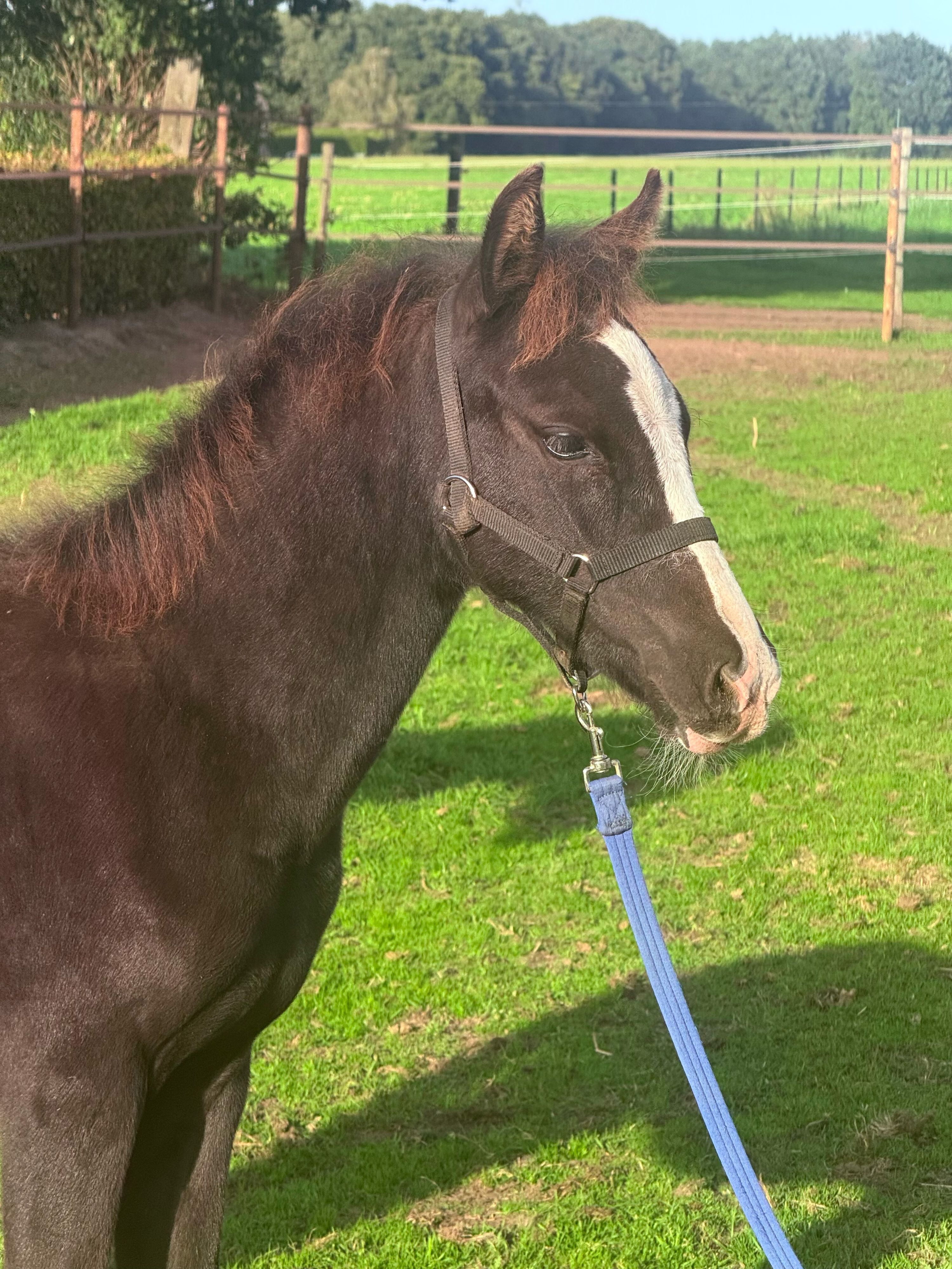new-forest allround-pony hengst 0 years old donkerbruin for sale - Photo 2