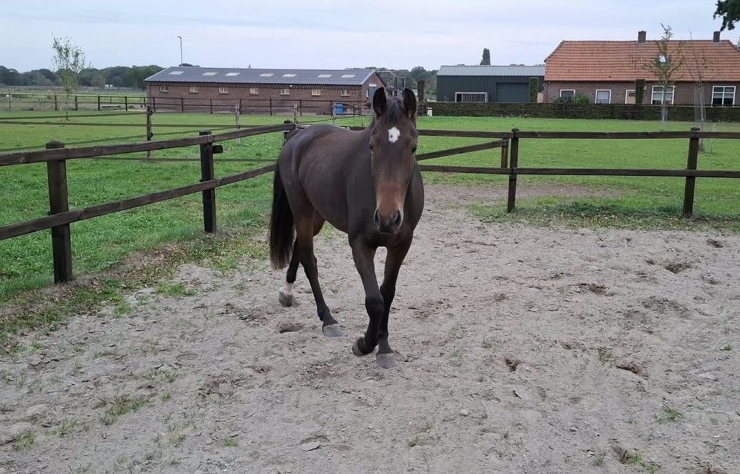 kwpn dressuurpaard ruin 3 years old donkerbruin for sale - Photo 4