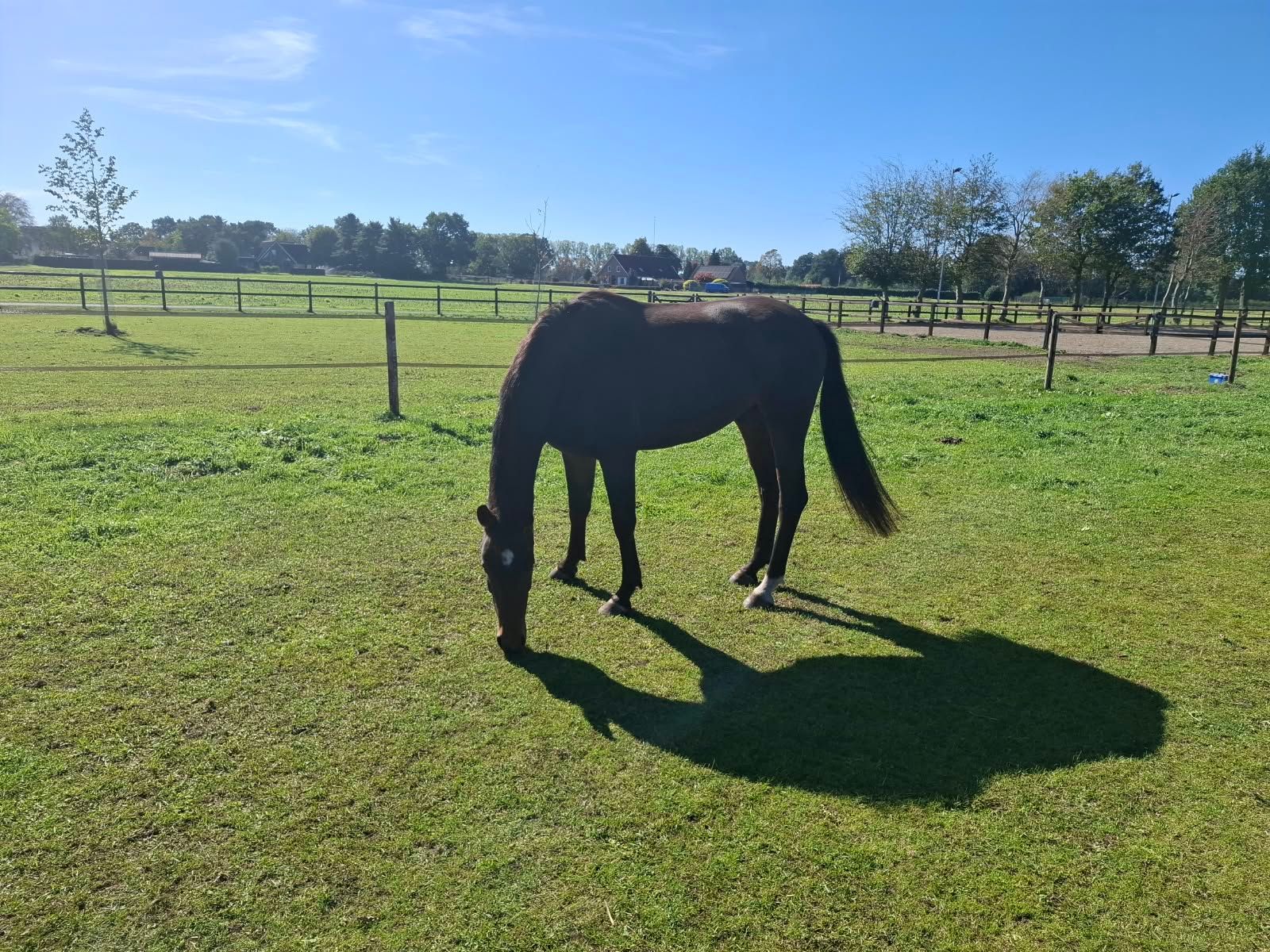 kwpn dressuurpaard ruin 3 years old donkerbruin for sale - Photo 3