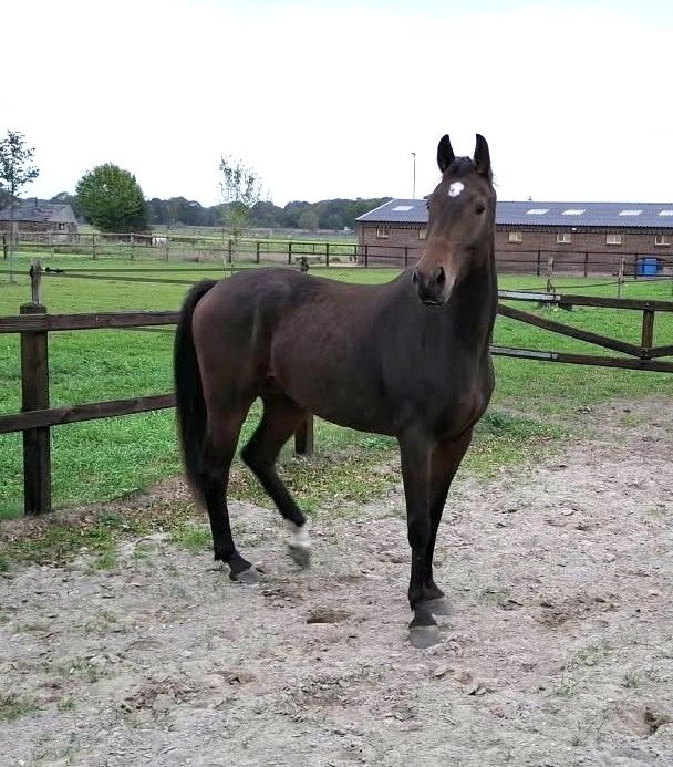 kwpn dressuurpaard ruin 3 years old donkerbruin for sale - Photo 5