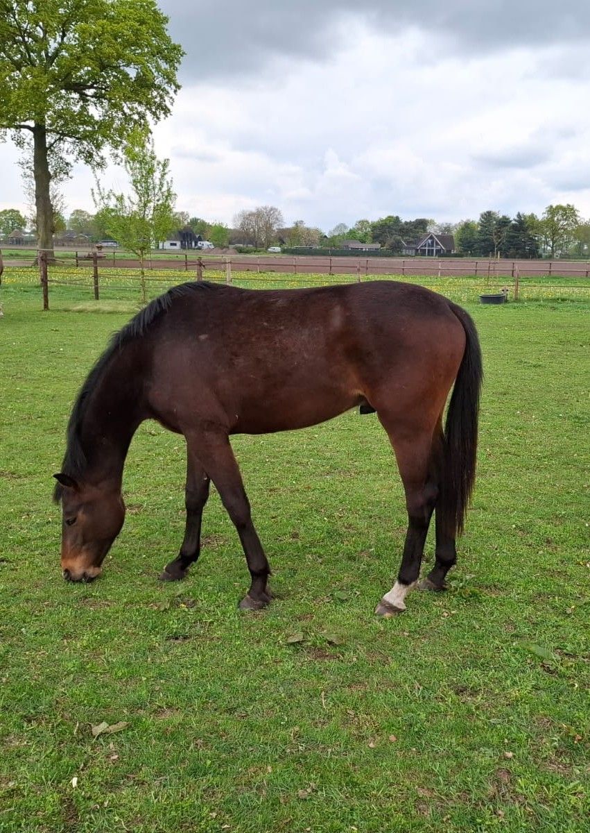Lieve, leergierige 3 jarige ruin
