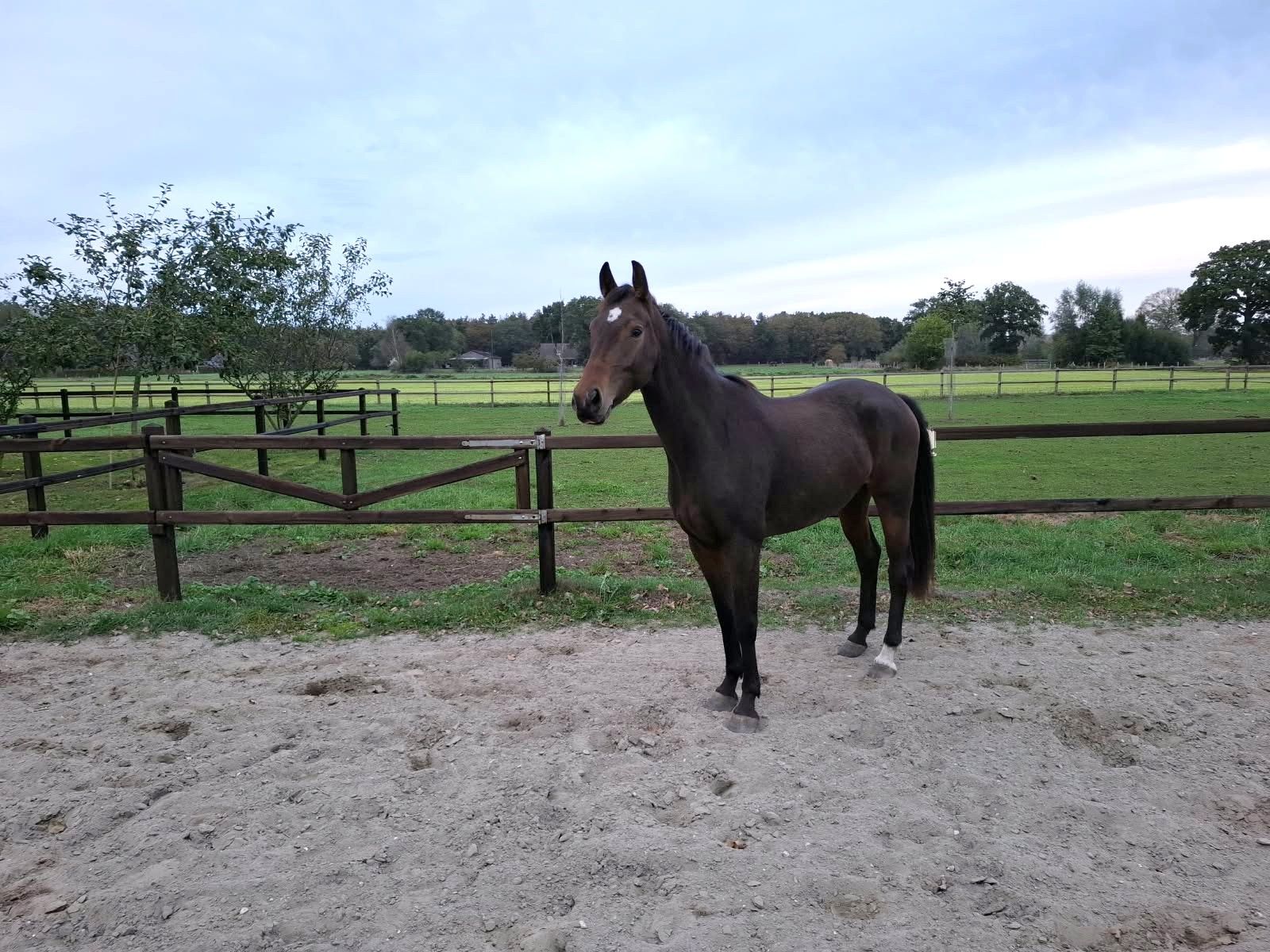 kwpn dressuurpaard ruin 3 years old donkerbruin for sale - Photo 6