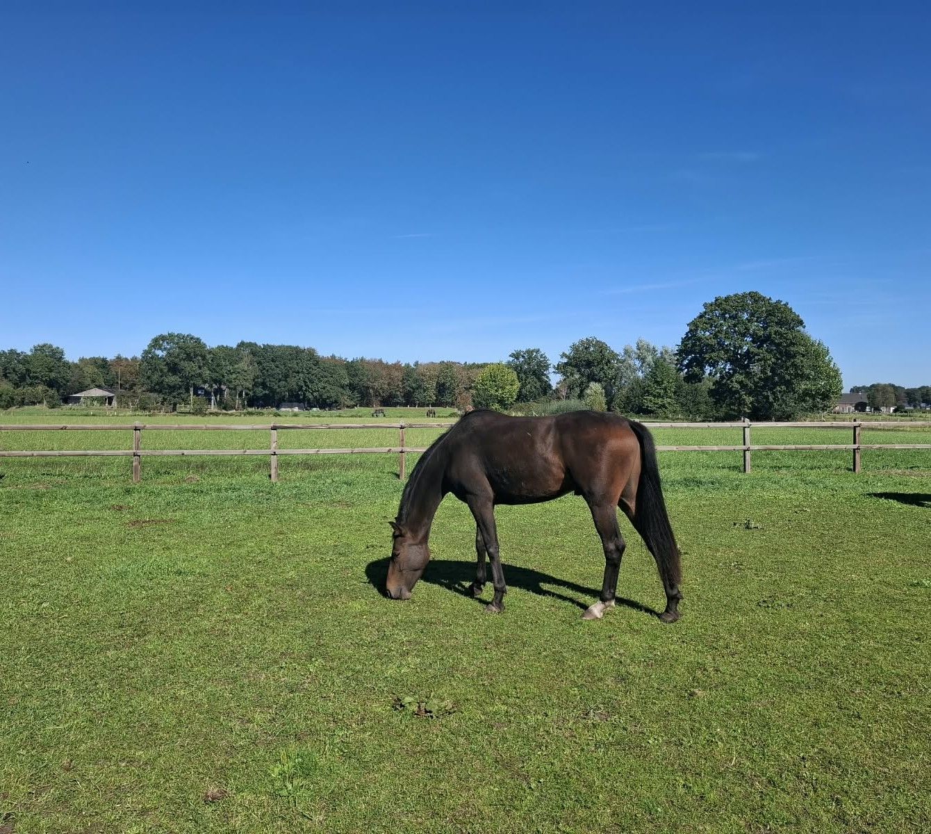 kwpn dressuurpaard ruin 3 years old donkerbruin for sale - Photo 2