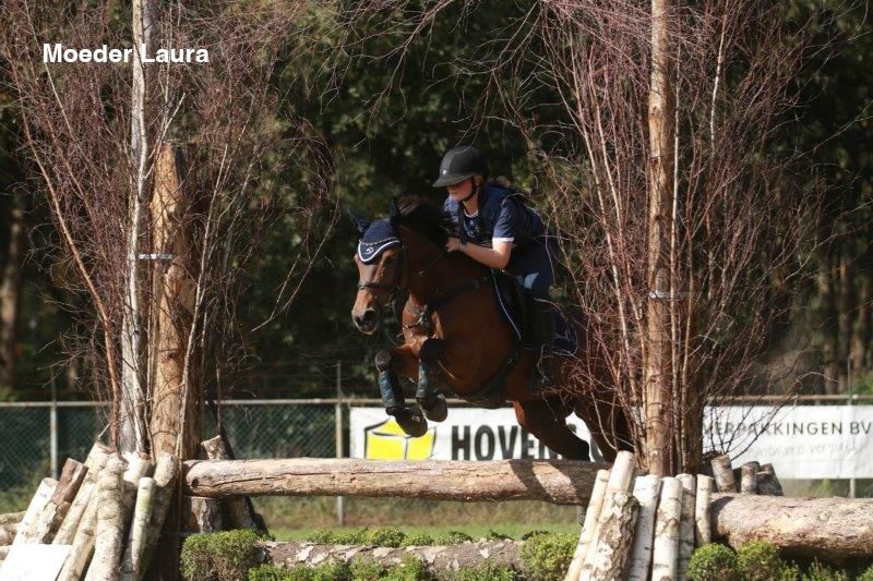 new-forest allround-pony hengst 0 years old donkerbruin for sale - Photo 3