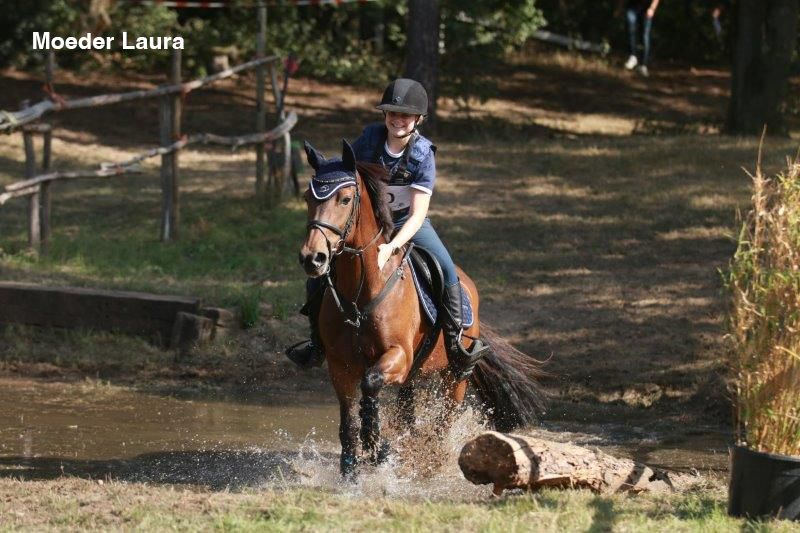 new-forest allround-pony hengst 0 years old donkerbruin for sale - Photo 4