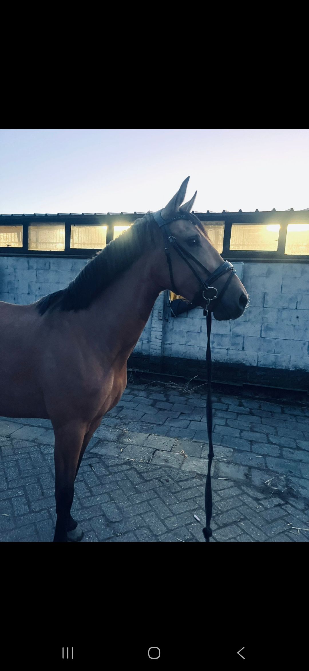 ander allround-pony merrie 3 years old andere-kleur for sale - Photo 2