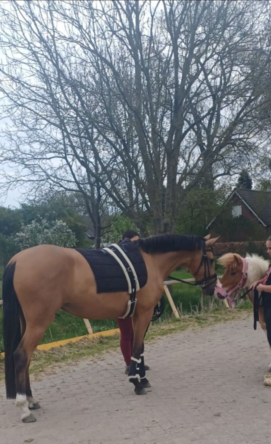 ander allround-pony merrie 3 years old andere-kleur for sale - Photo 5