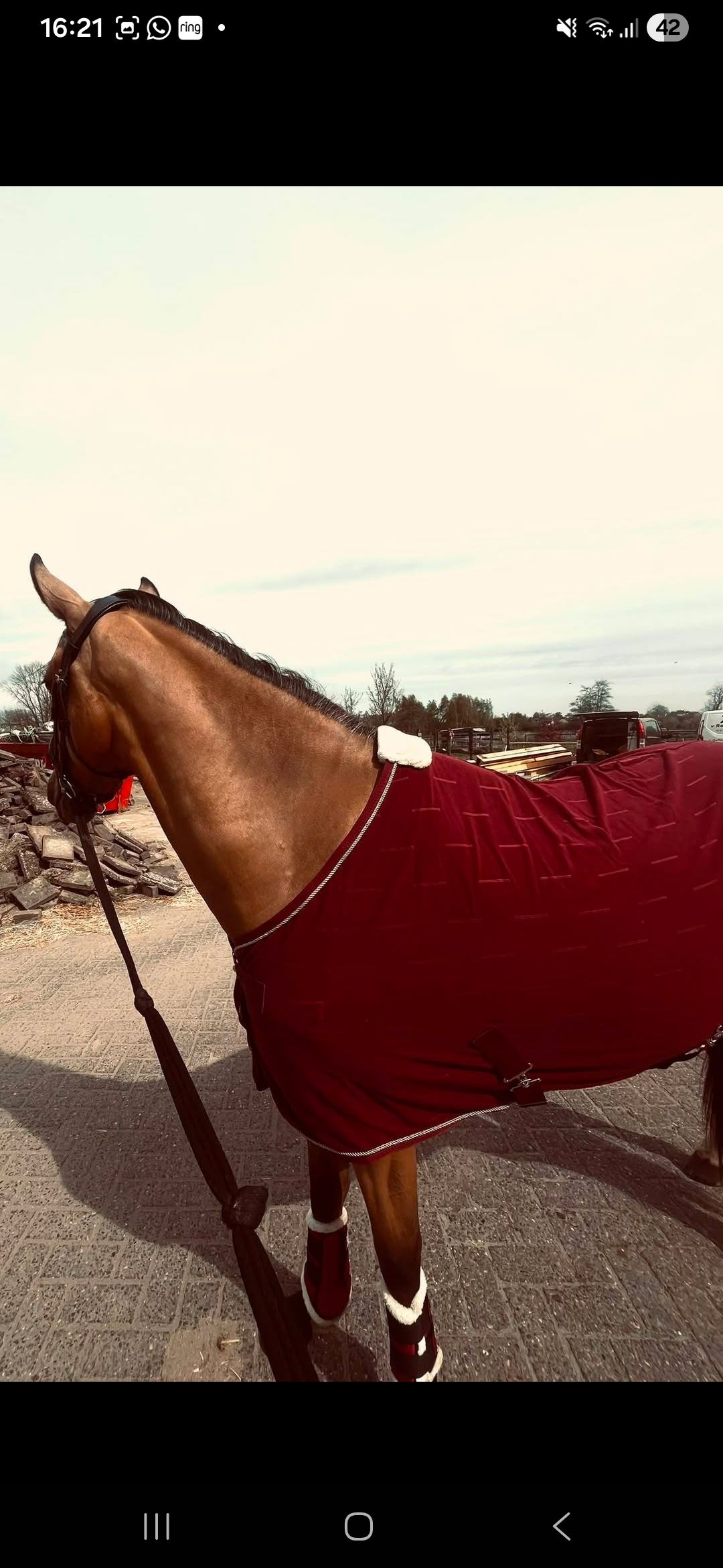 ander allround-pony merrie 3 years old andere-kleur for sale - Photo 3