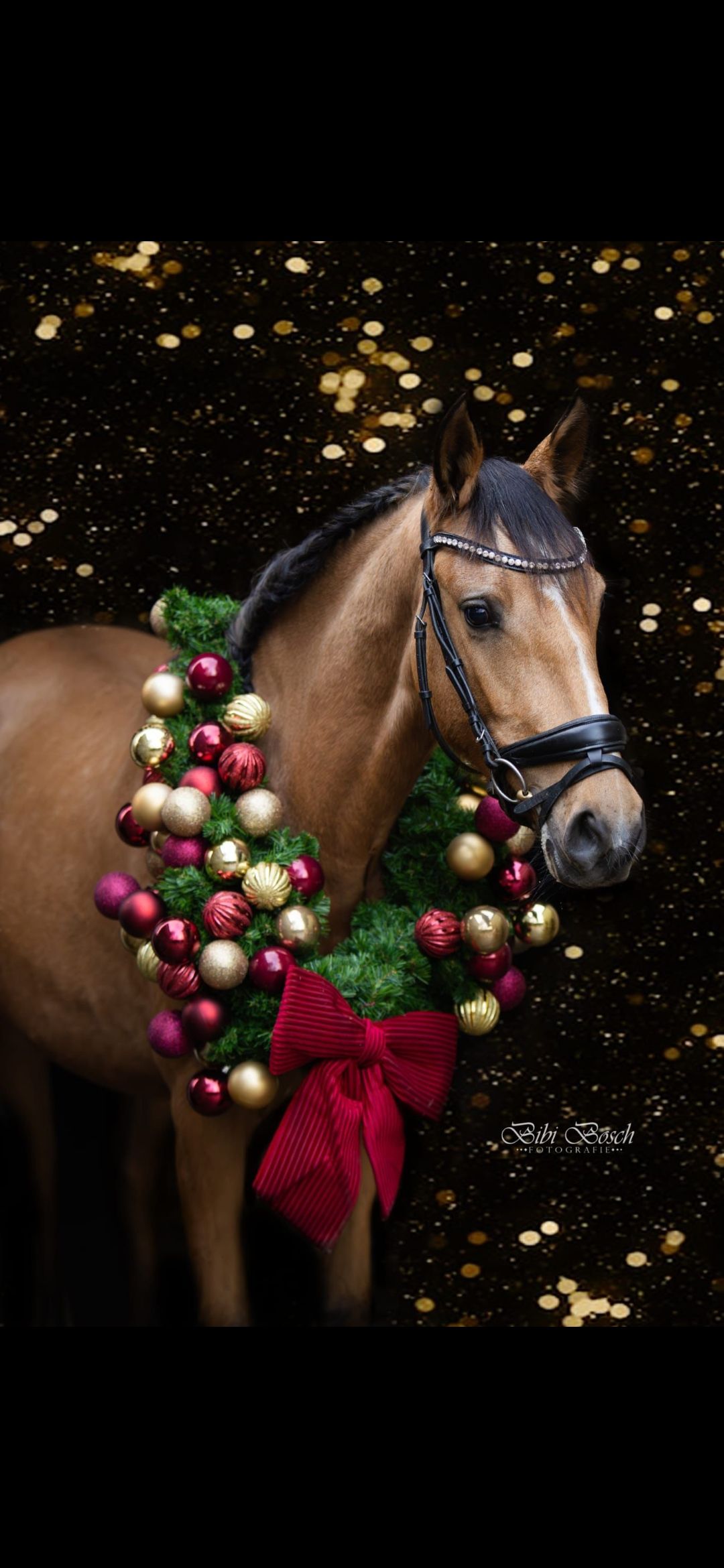 ander allround-pony merrie 3 years old andere-kleur for sale - Photo 6
