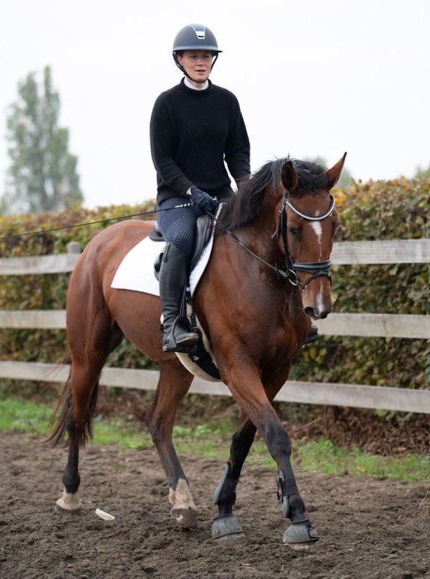 nice, well-behaved, versatile and strong mare
