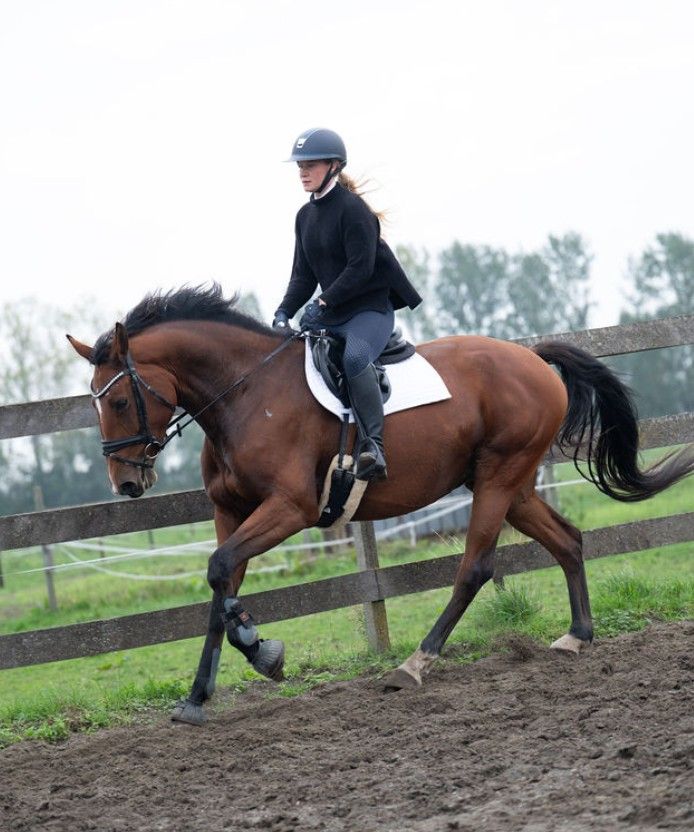 bwp springpaard merrie 6 years old bruin for sale - Photo 2