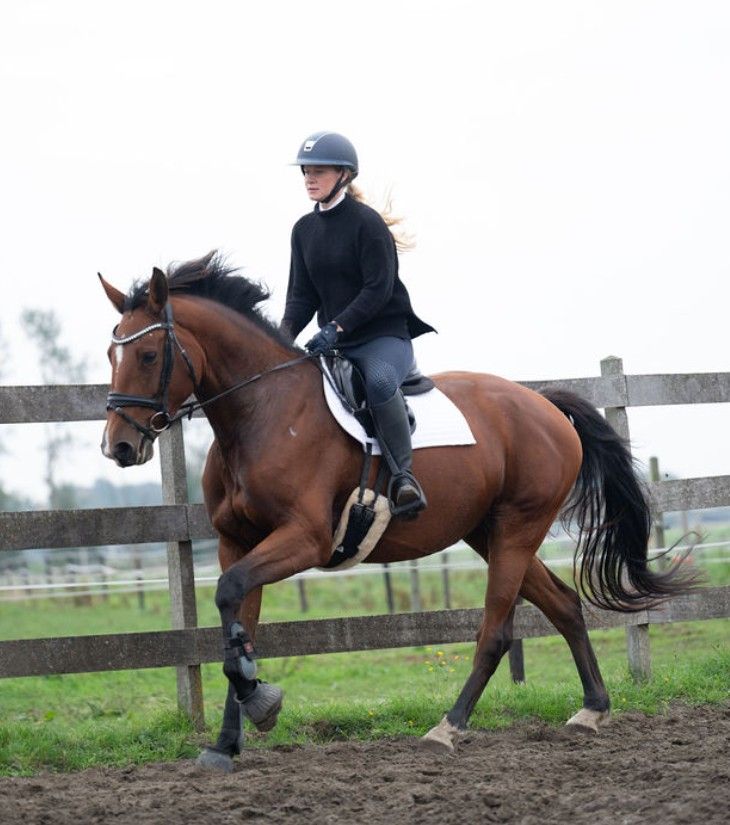 bwp springpaard merrie 6 years old bruin for sale - Photo 3