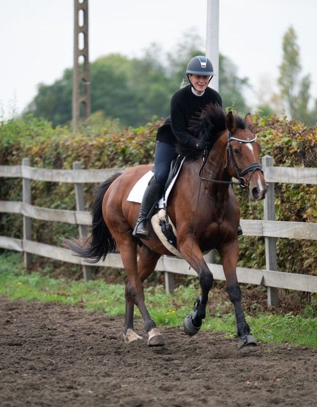 bwp springpaard merrie 6 years old bruin for sale - Photo 4