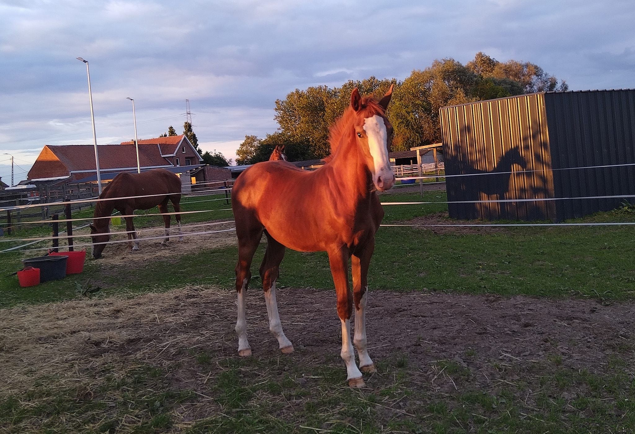 bwp springpaard merrie 6 years old bruin for sale - Photo 6