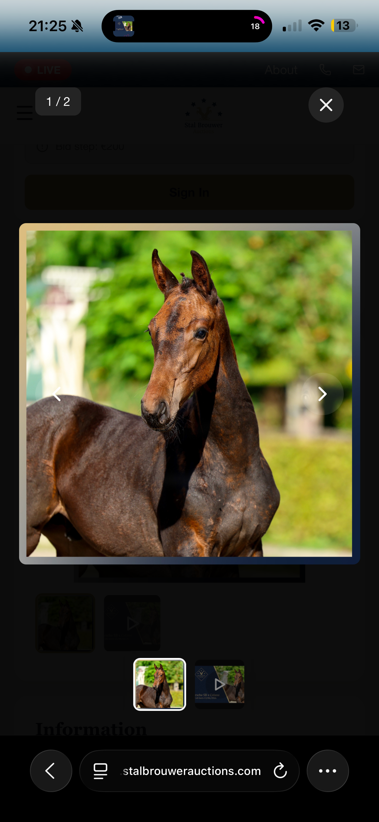 Porsche SB foal