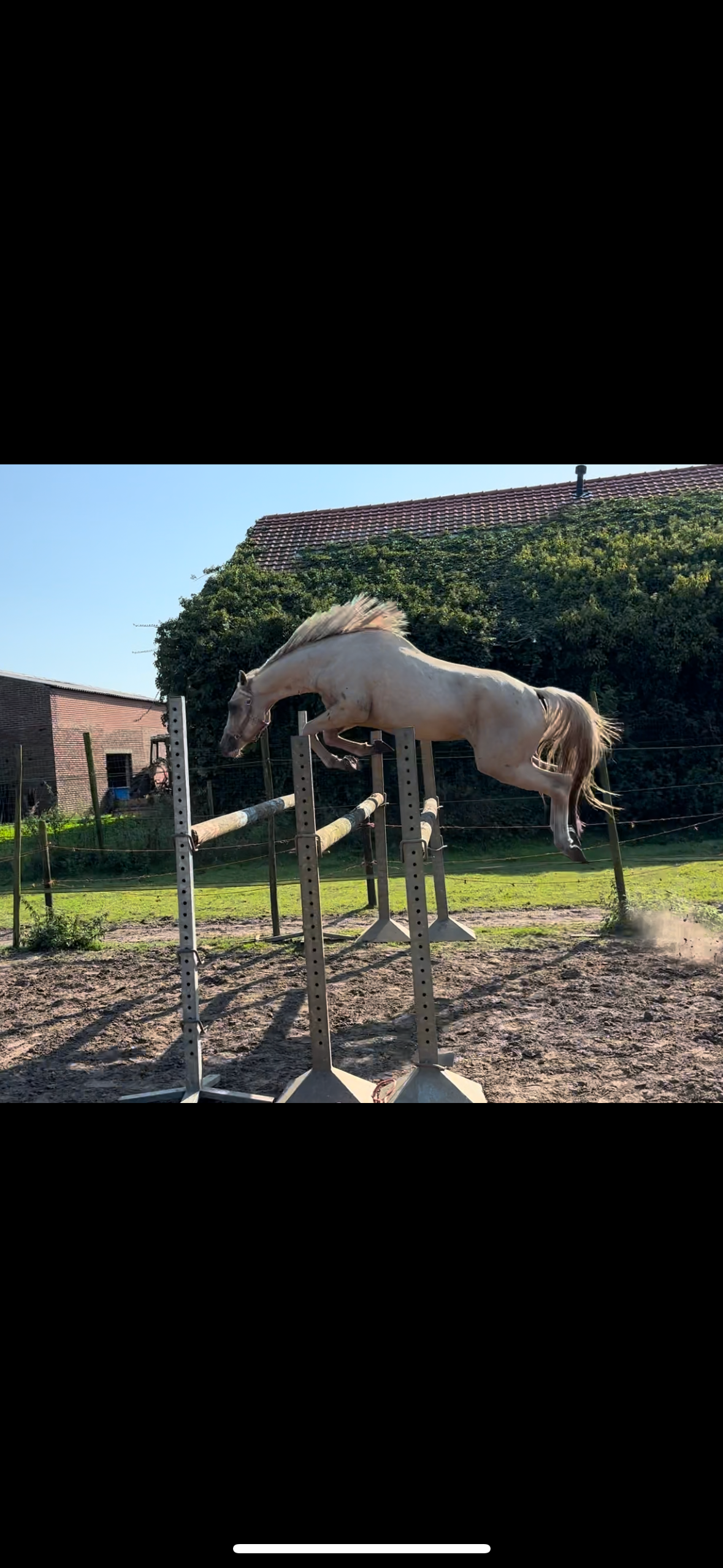 Palomino D poník na prodej