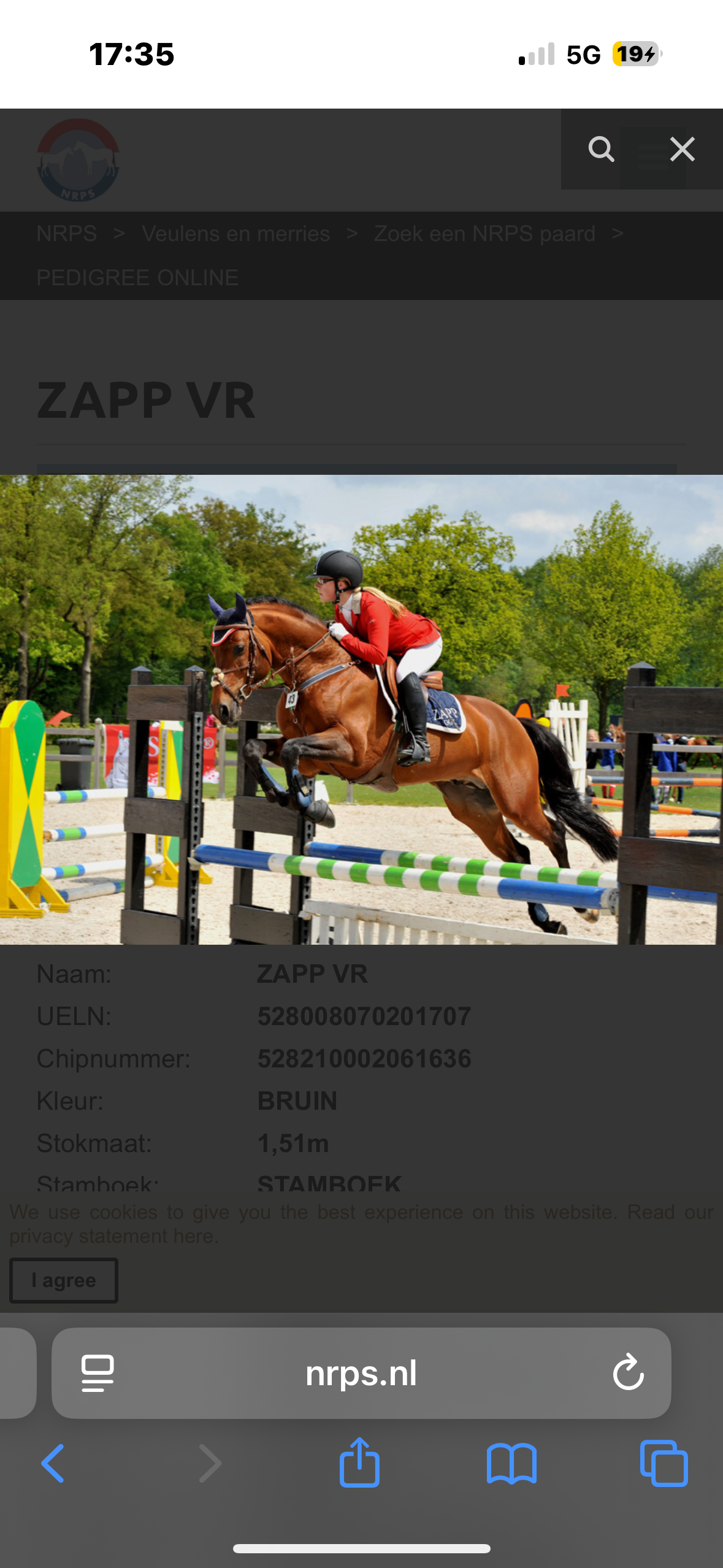 nrps eventingpony ruin 5 let palomino na prodej - Foto 6
