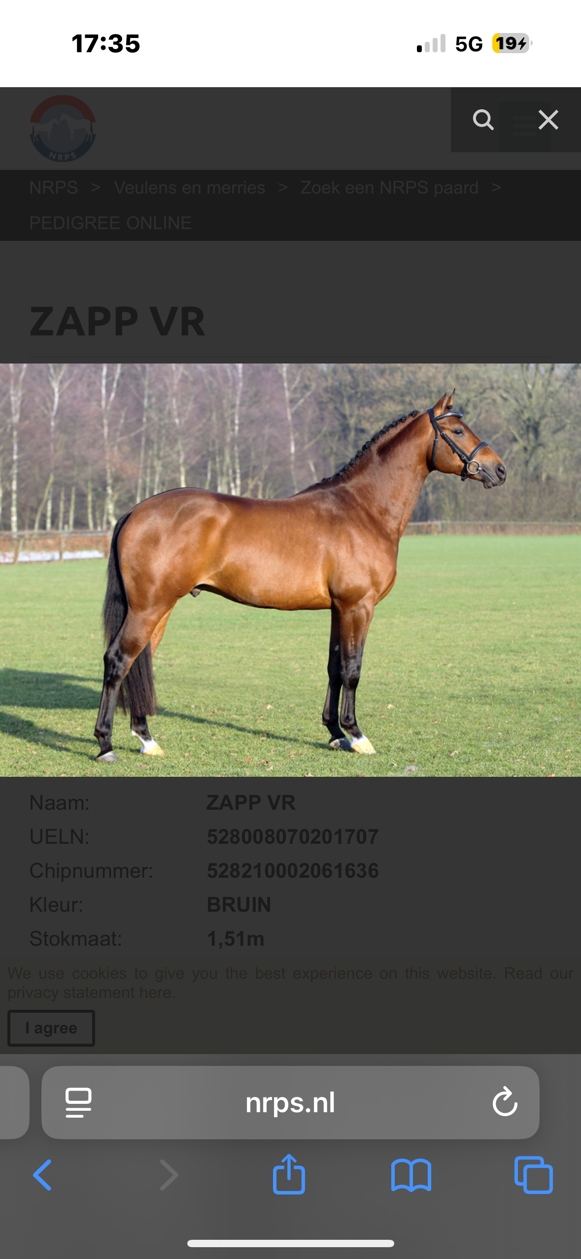 nrps eventingpony ruin 5 let palomino na prodej - Foto 5