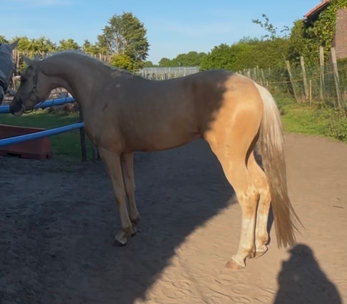 nrps eventingpony ruin 5 let palomino na prodej - Foto 3
