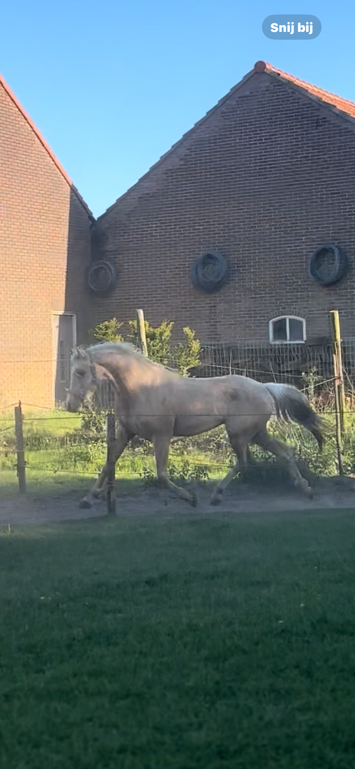 nrps eventingpony ruin 5 let palomino na prodej - Foto 2