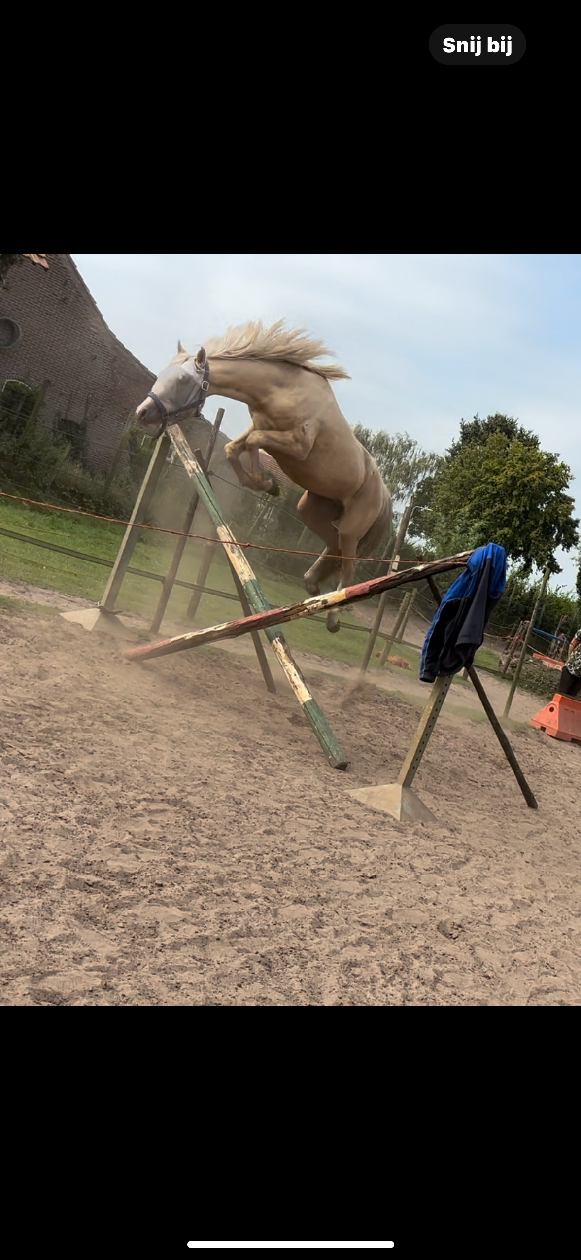 nrps eventingpony ruin 5 let palomino na prodej - Foto 4