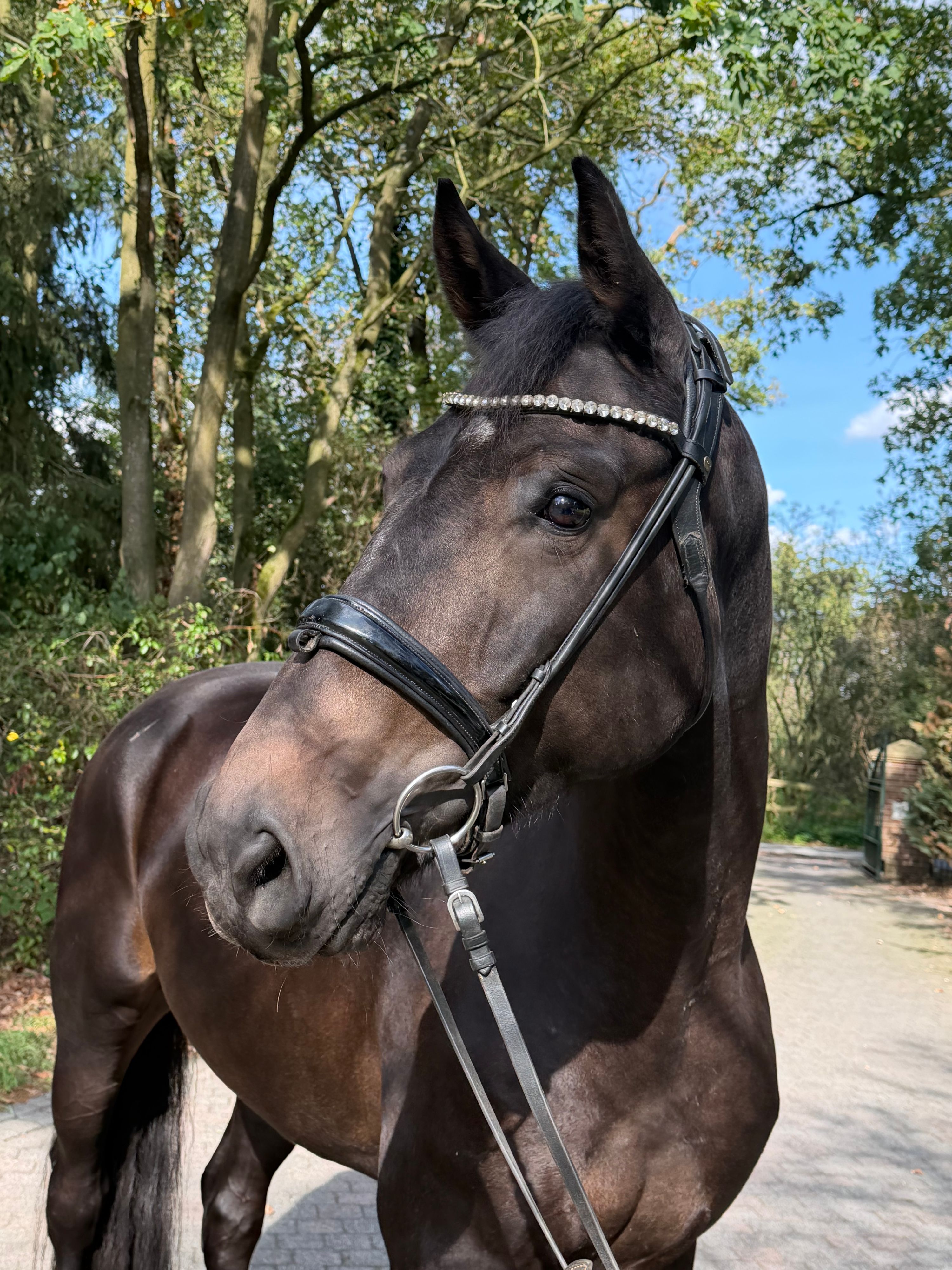 Knape Dressurpaard te koop
