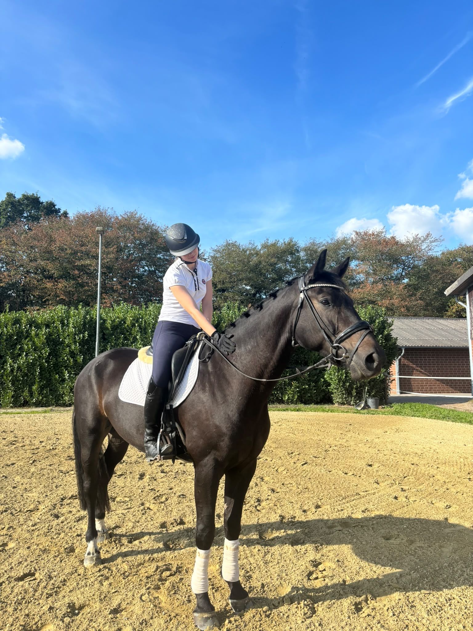 dressuurpaard ruin 5 jaar donkerbruin te koop - Foto 6