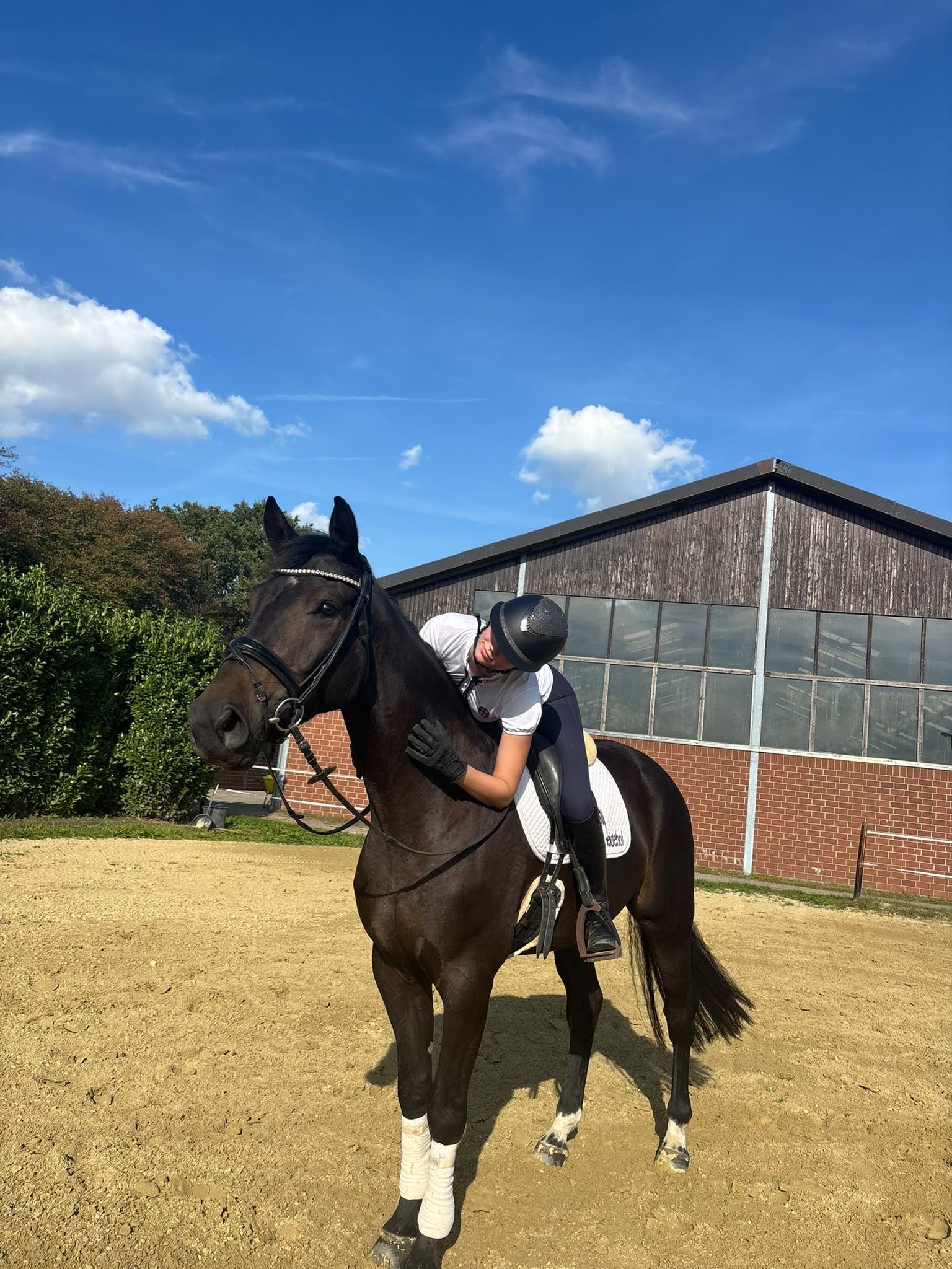 dressuurpaard ruin 5 jaar donkerbruin te koop - Foto 5