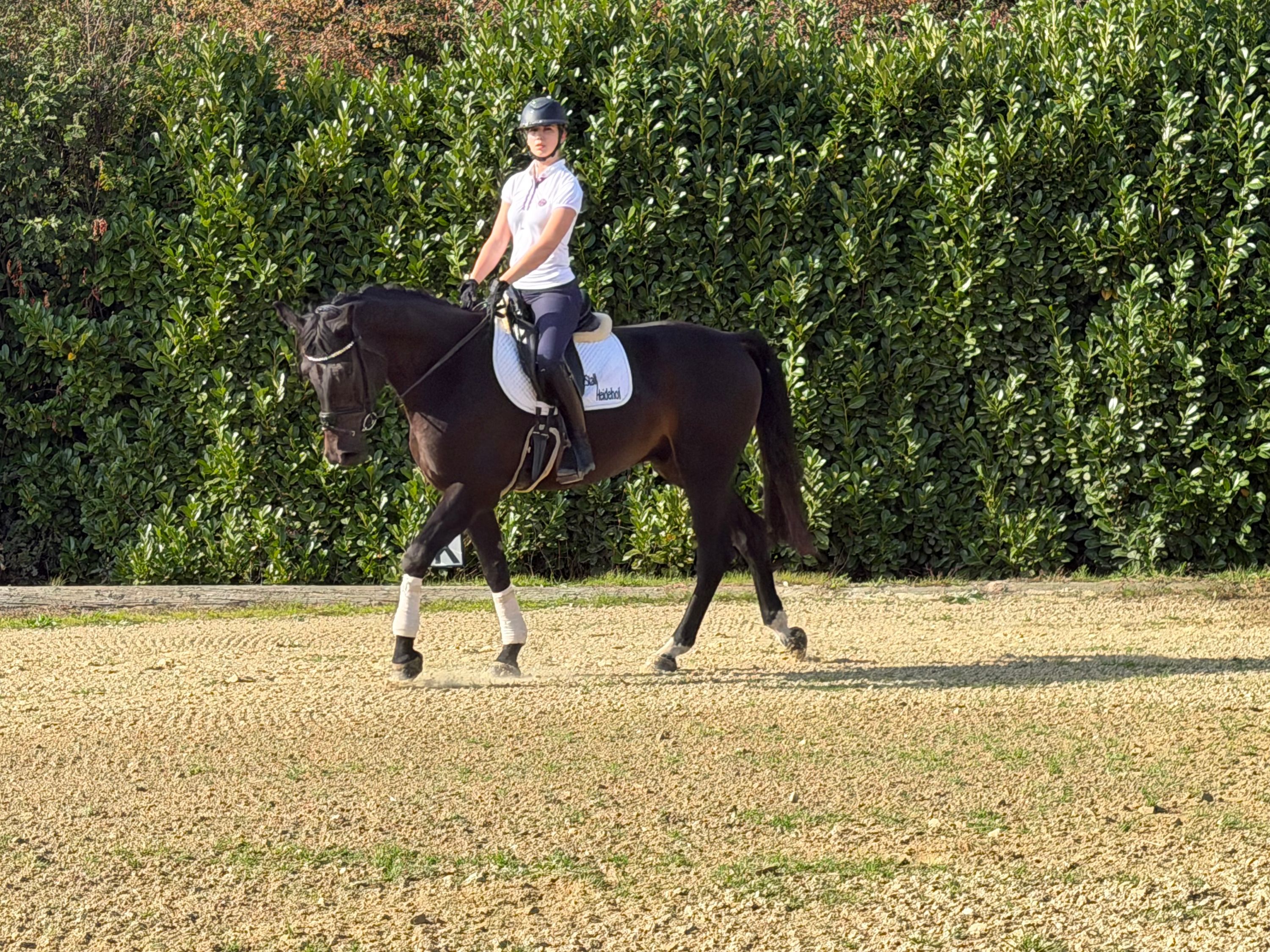dressuurpaard ruin 5 jaar donkerbruin te koop - Foto 4