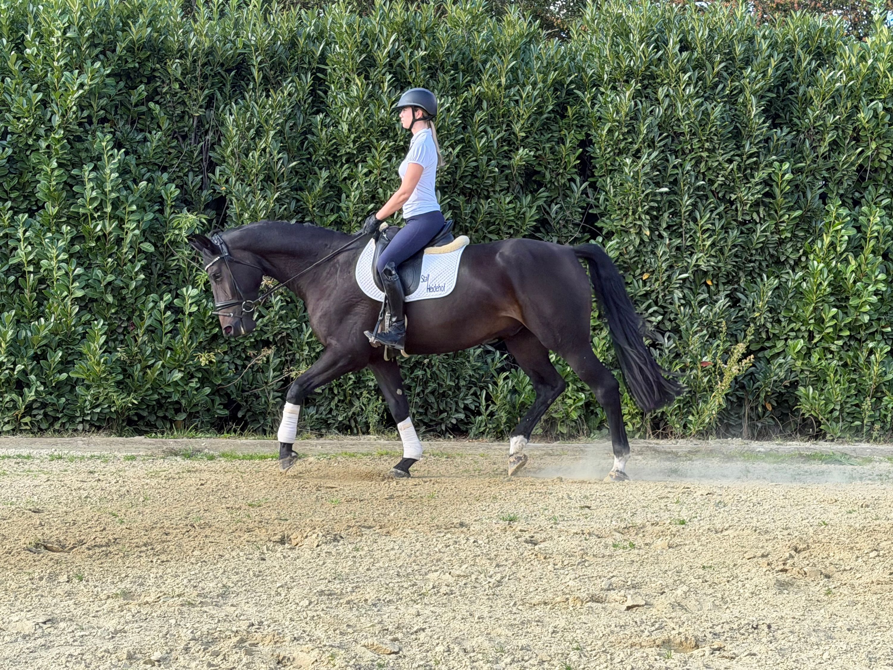 dressuurpaard ruin 5 jaar donkerbruin te koop - Foto 3