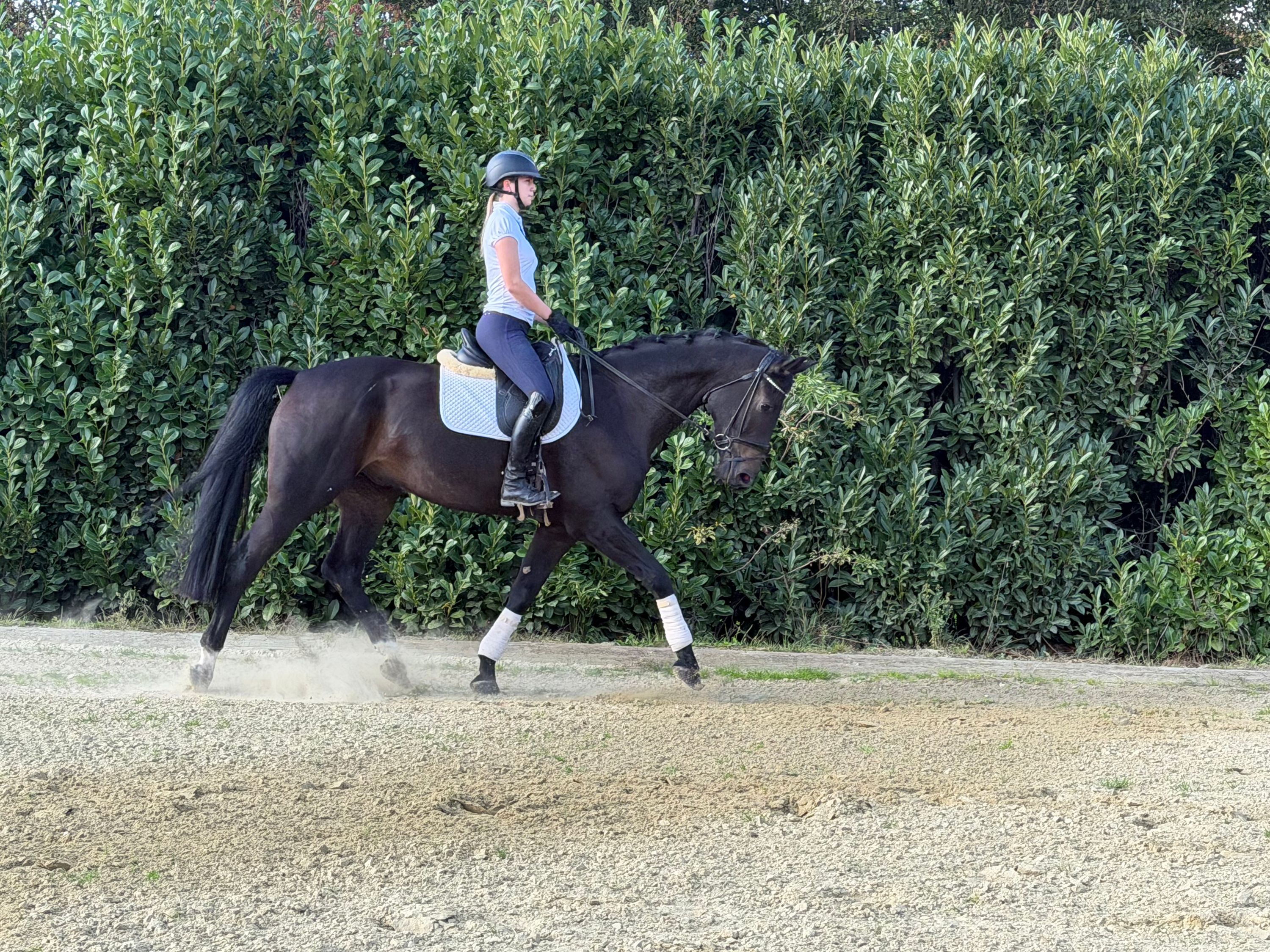 dressuurpaard ruin 5 jaar donkerbruin te koop - Foto 2