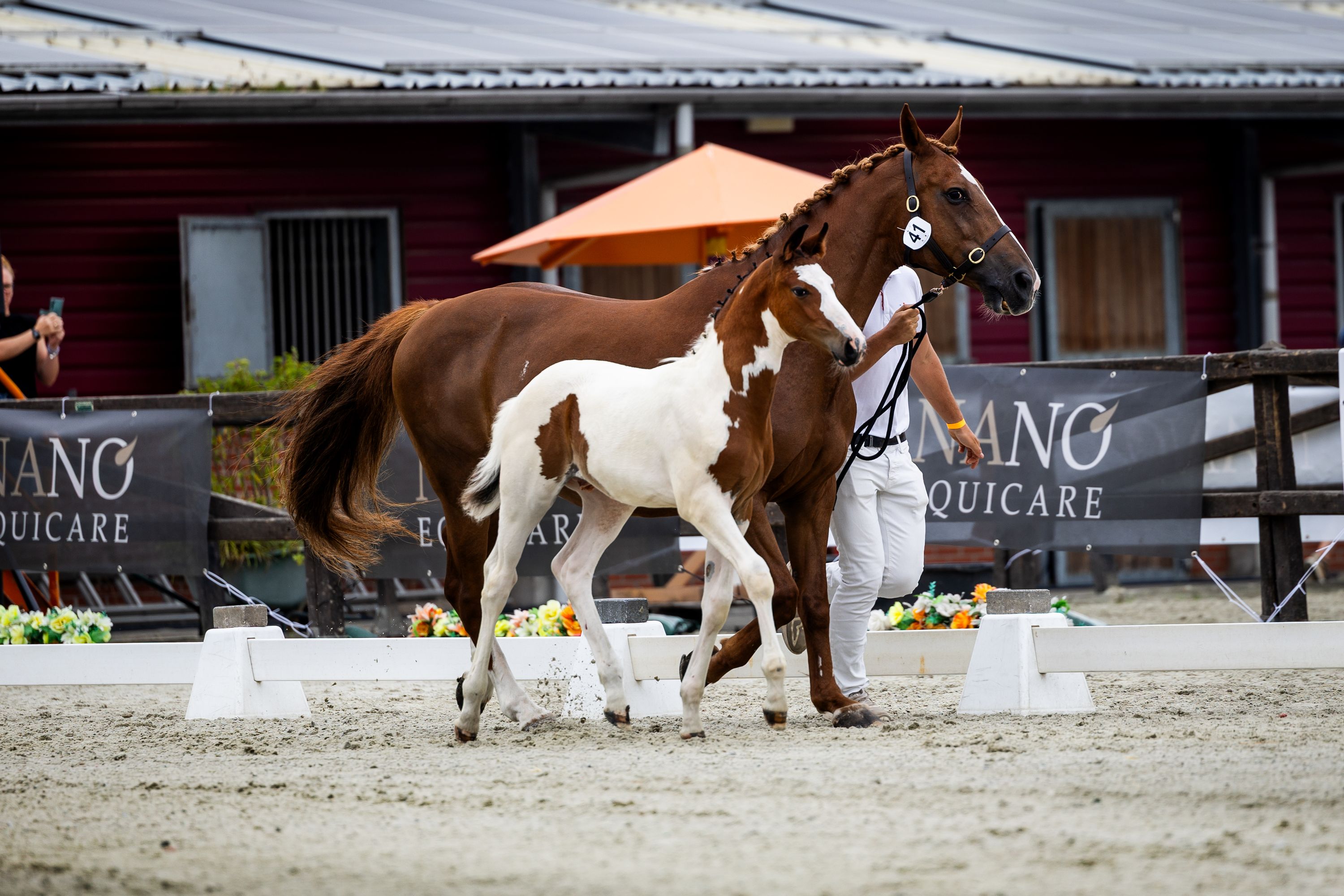 kwpn springpaard hengst 0 år andere-kleur till salu - Foto 2