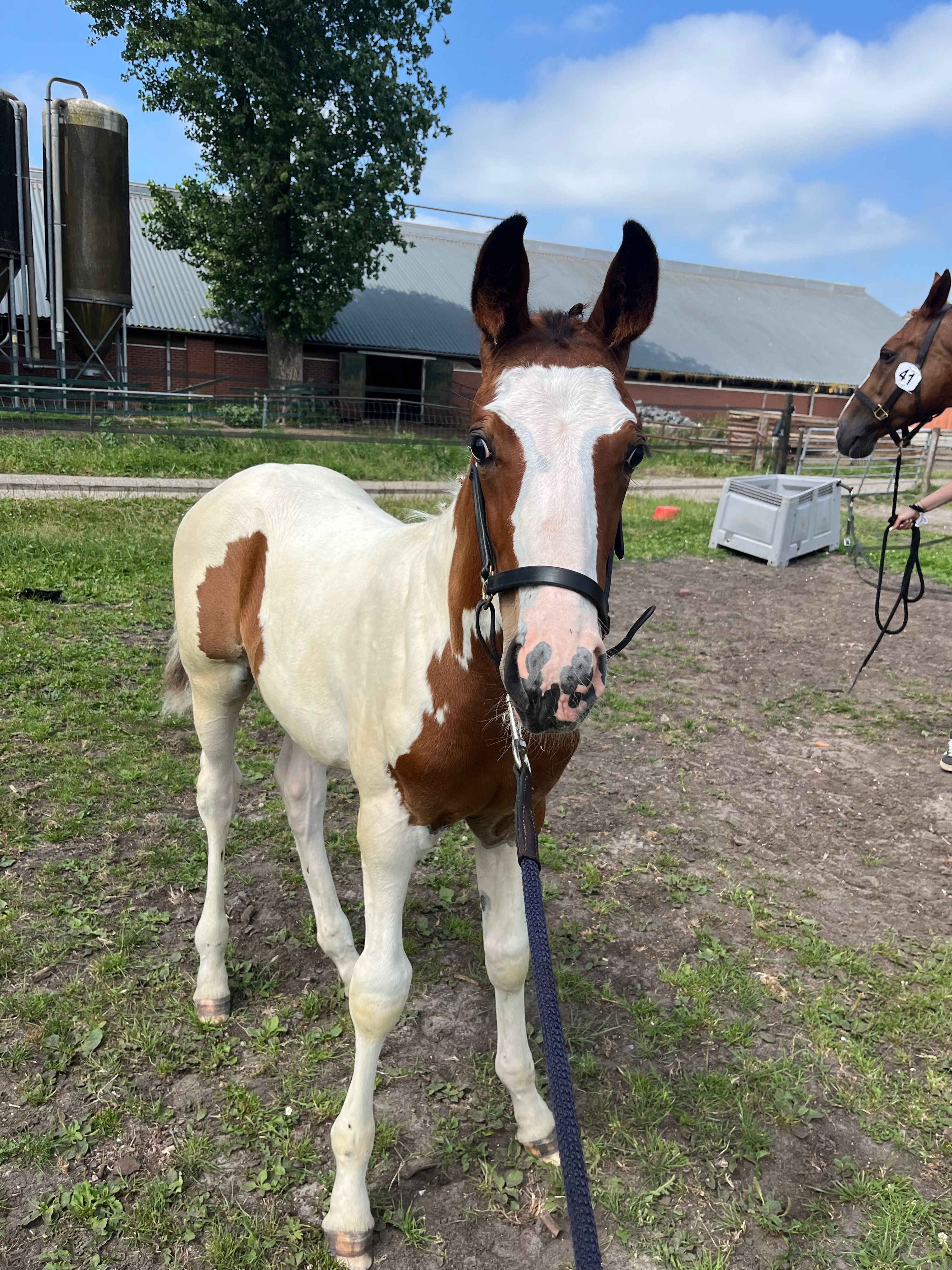 kwpn springpaard hengst 0 år andere-kleur till salu - Foto 5