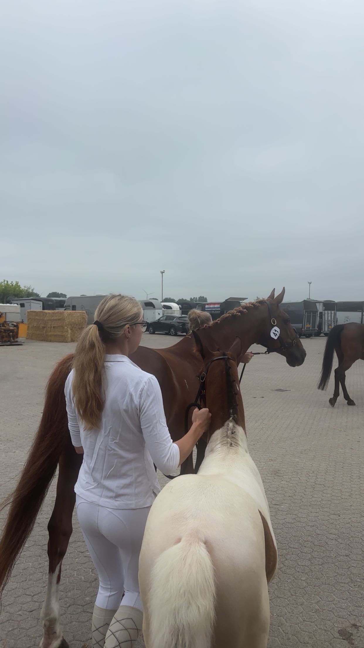 kwpn springpaard hengst 0 år andere-kleur till salu - Foto 6