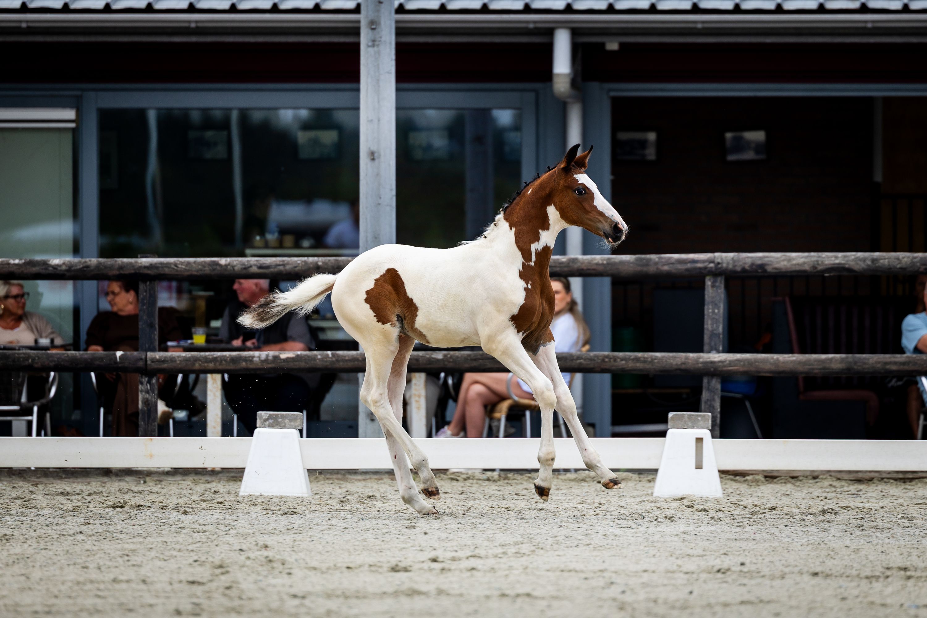 kwpn springpaard hengst 0 år andere-kleur till salu - Foto 3