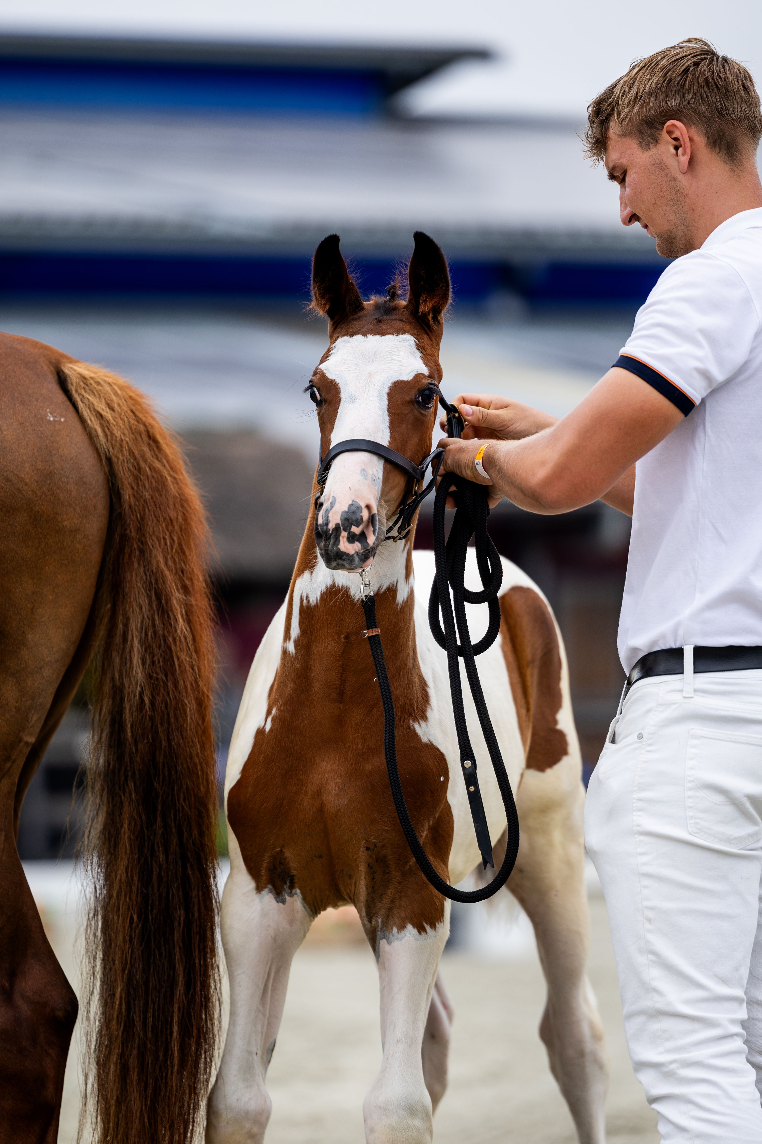 kwpn springpaard hengst 0 år andere-kleur till salu - Foto 4